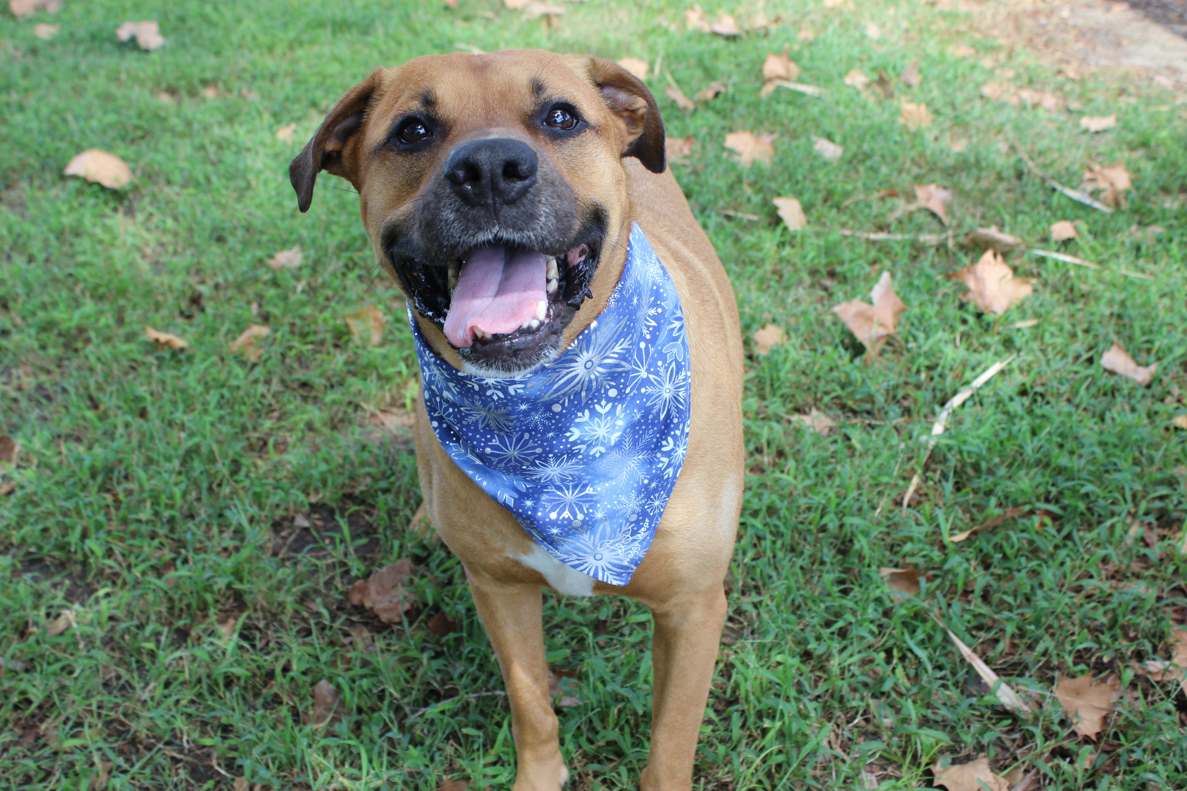 Winter Blizzard – Christmas Tie-On Dog Bandana