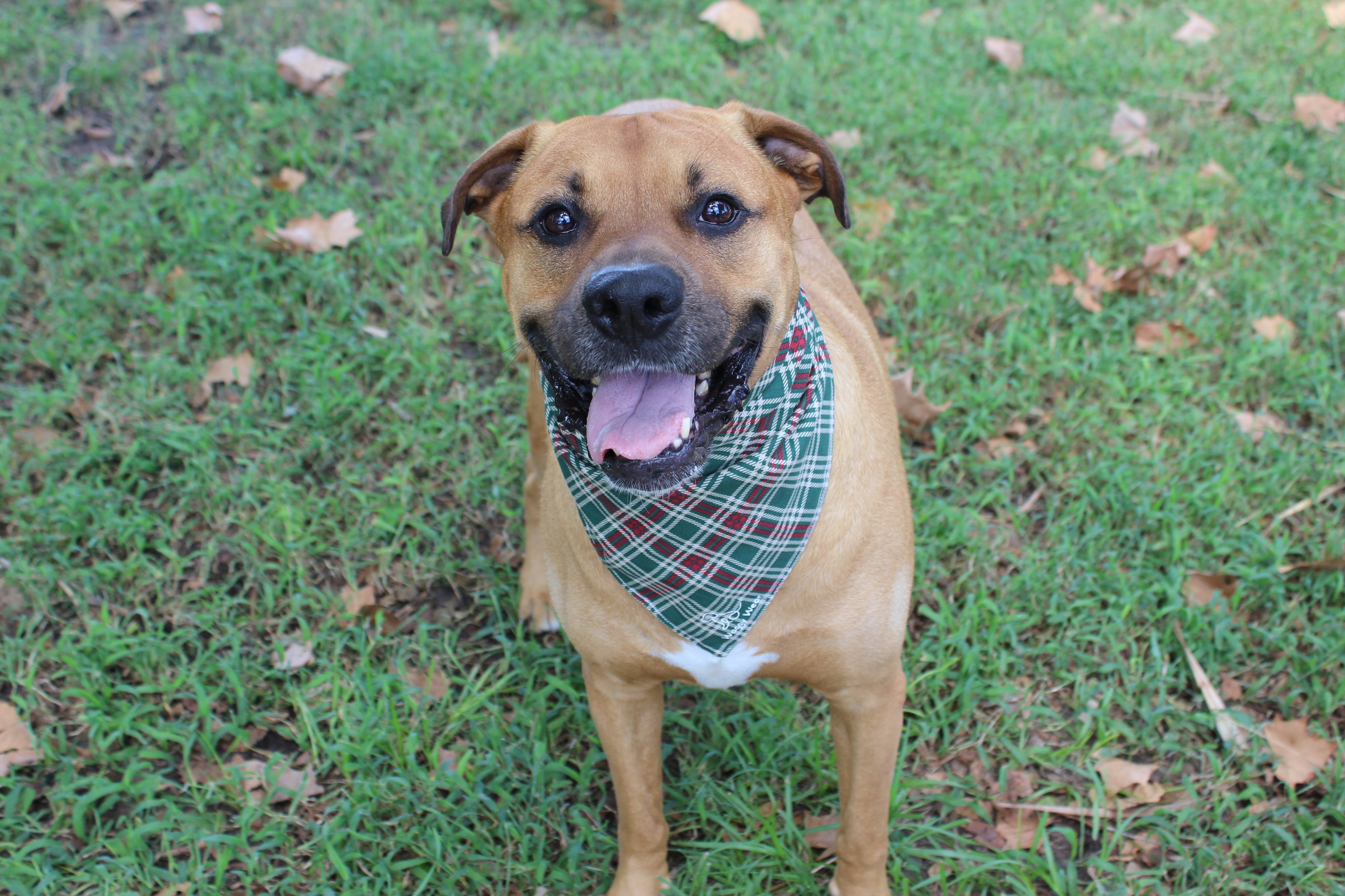 Simply Merry – Christmas Tie-On Dog Bandana