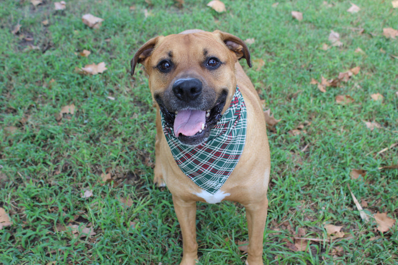 Simply Merry – Christmas Tie-On Dog Bandana