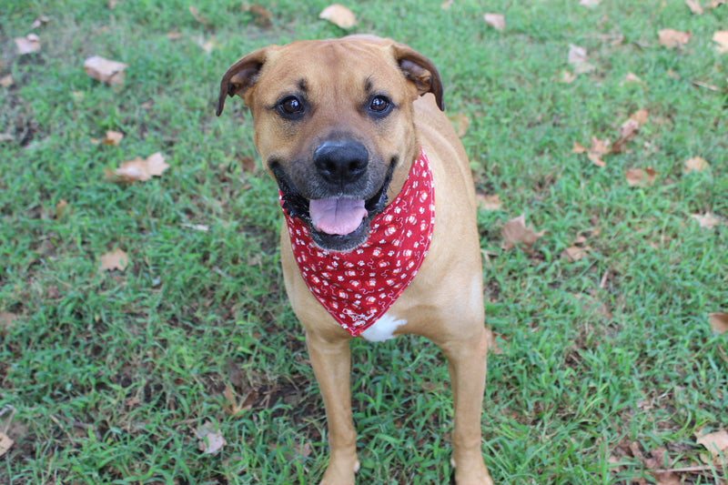 Winter Paws – Christmas Tie-On Dog Bandana