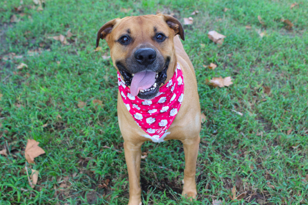 Ho-Ho-Ho – Christmas Tie-On Dog Bandana