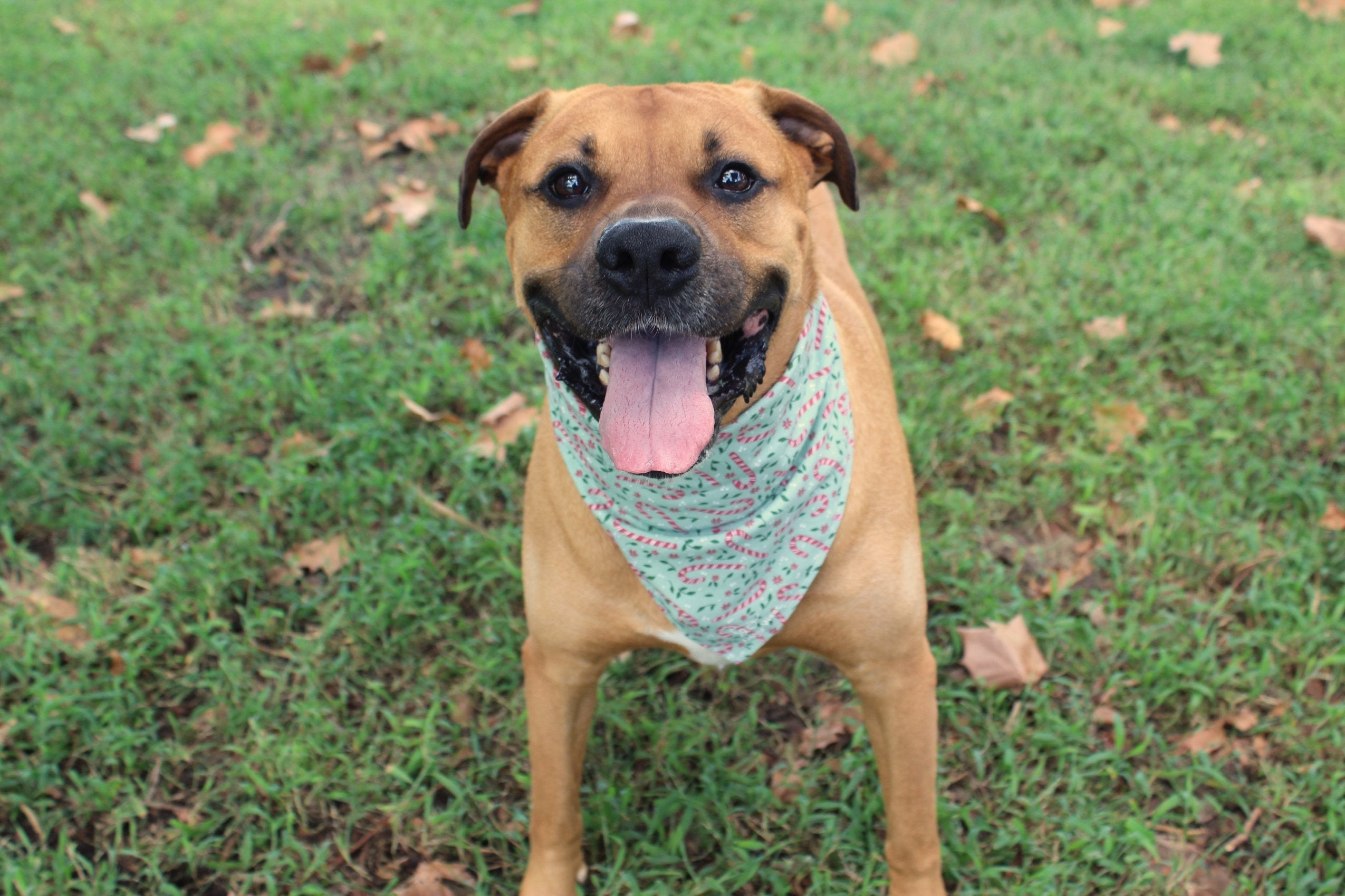 Candy Cane Lane – Christmas Tie-On Dog Bandana