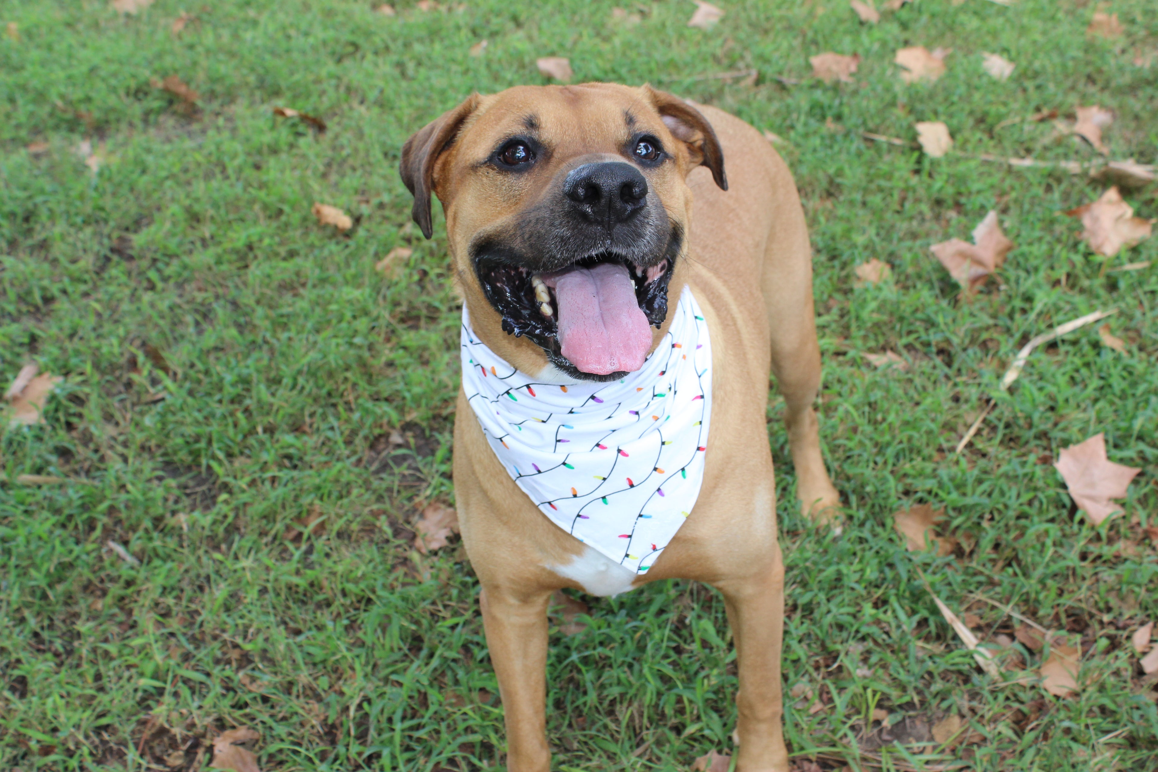 Colorful Christmas – Christmas Tie-On Dog Bandana