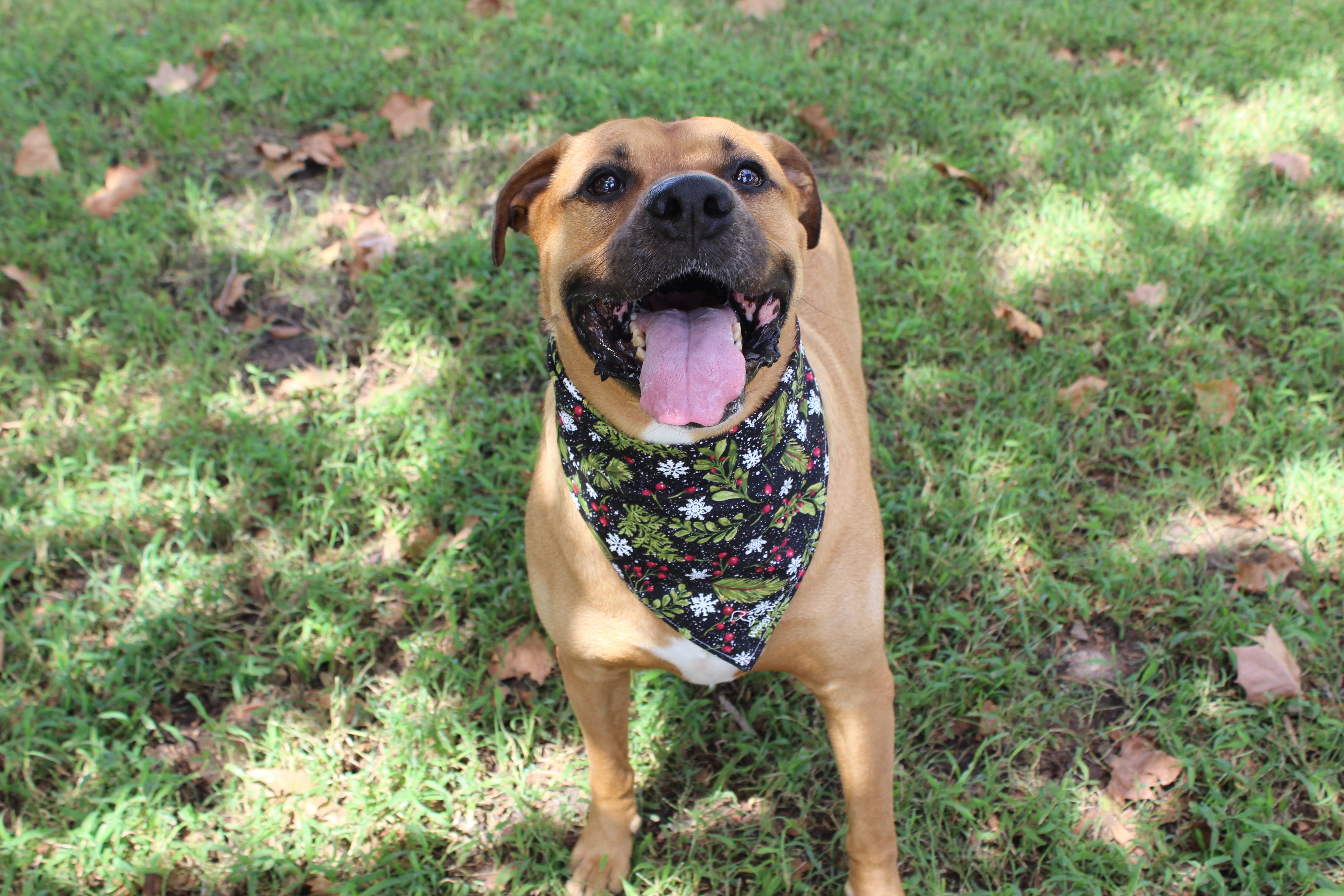 Mistletoe Mania – Christmas Tie-On Dog Bandana