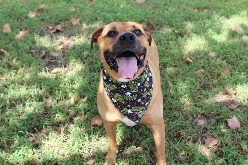 Mistletoe Mania – Christmas Tie-On Dog Bandana