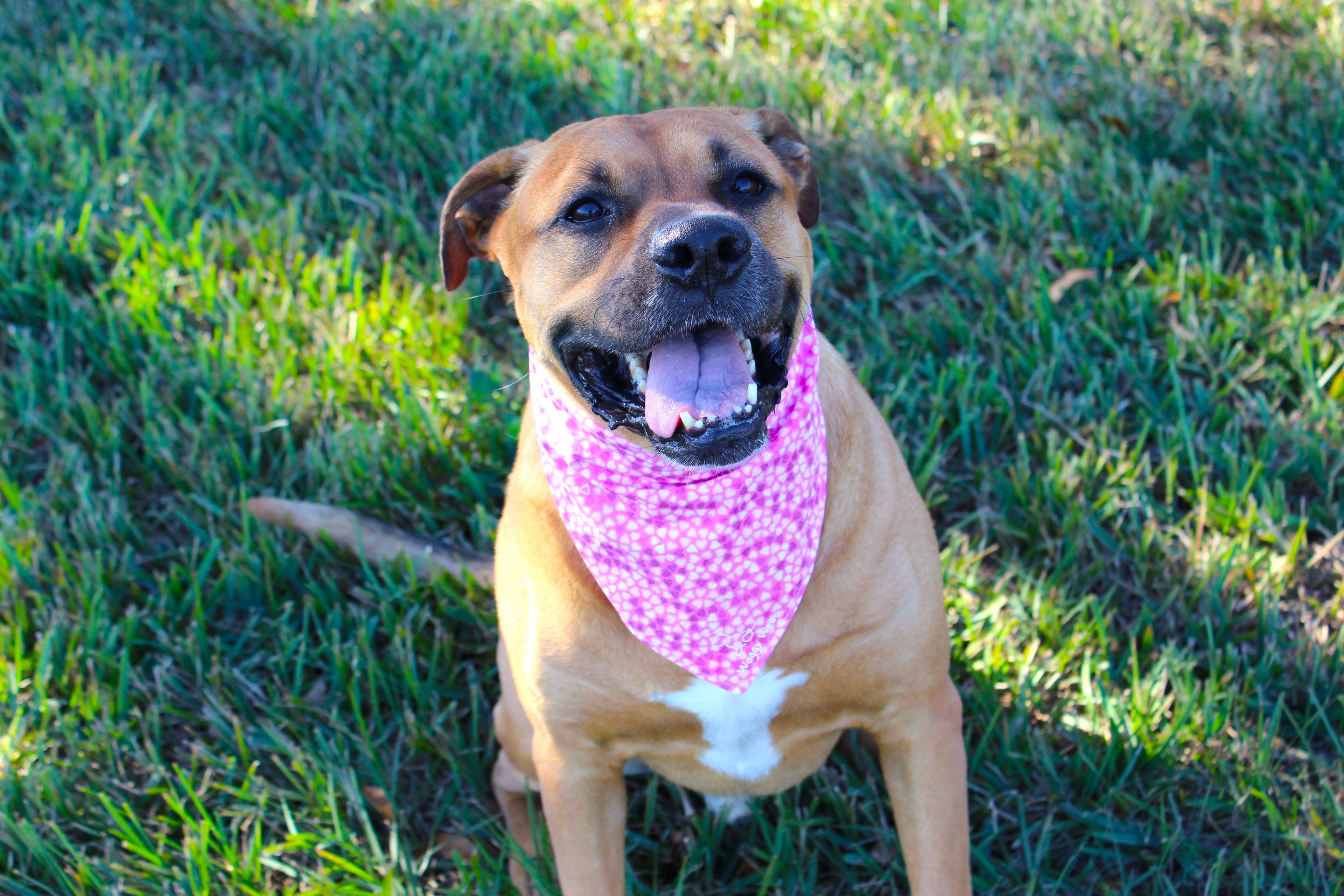 Sweet Tooth – Tie-On Dog Bandana