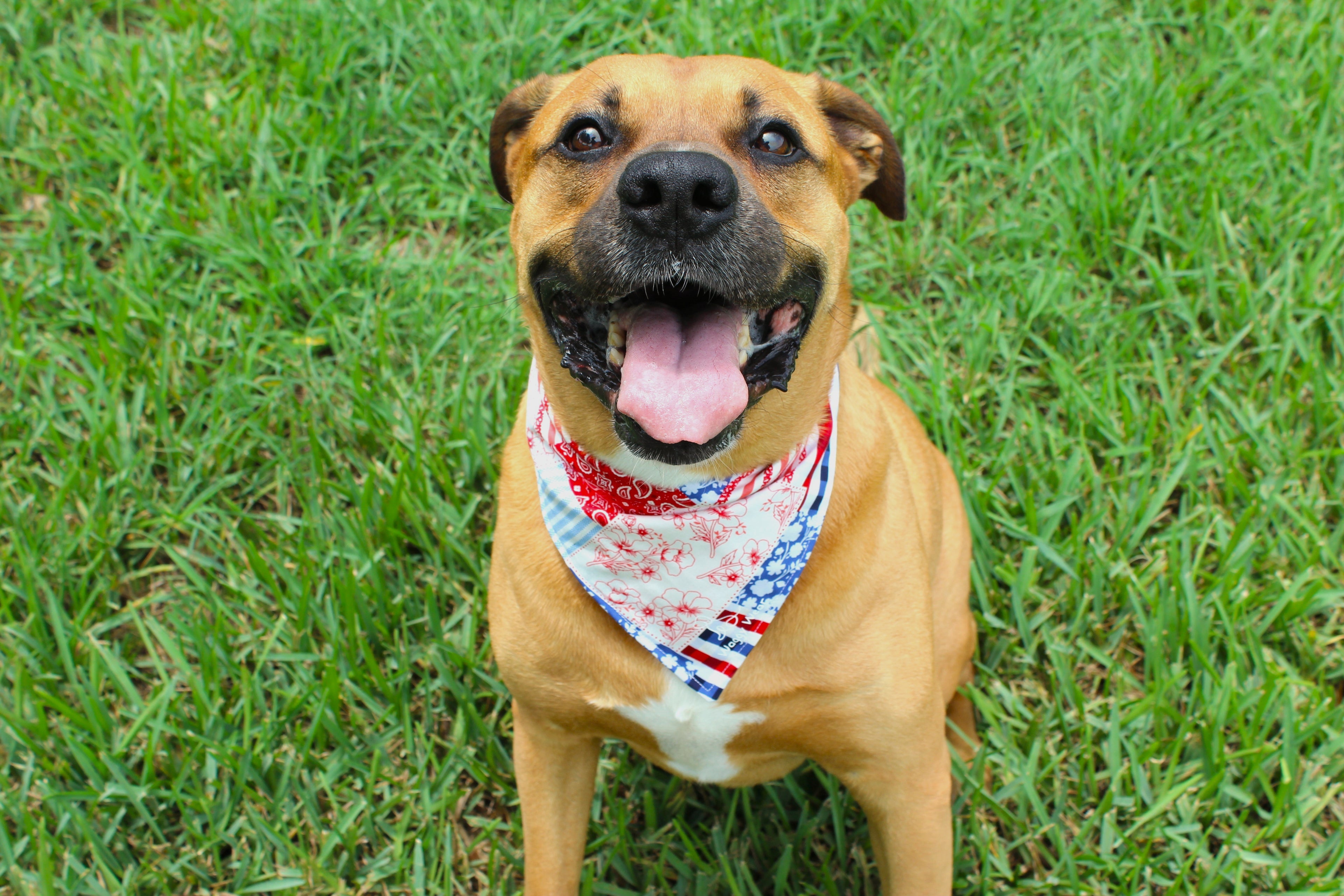 Patchwork – Summer Tie-On Dog Bandana
