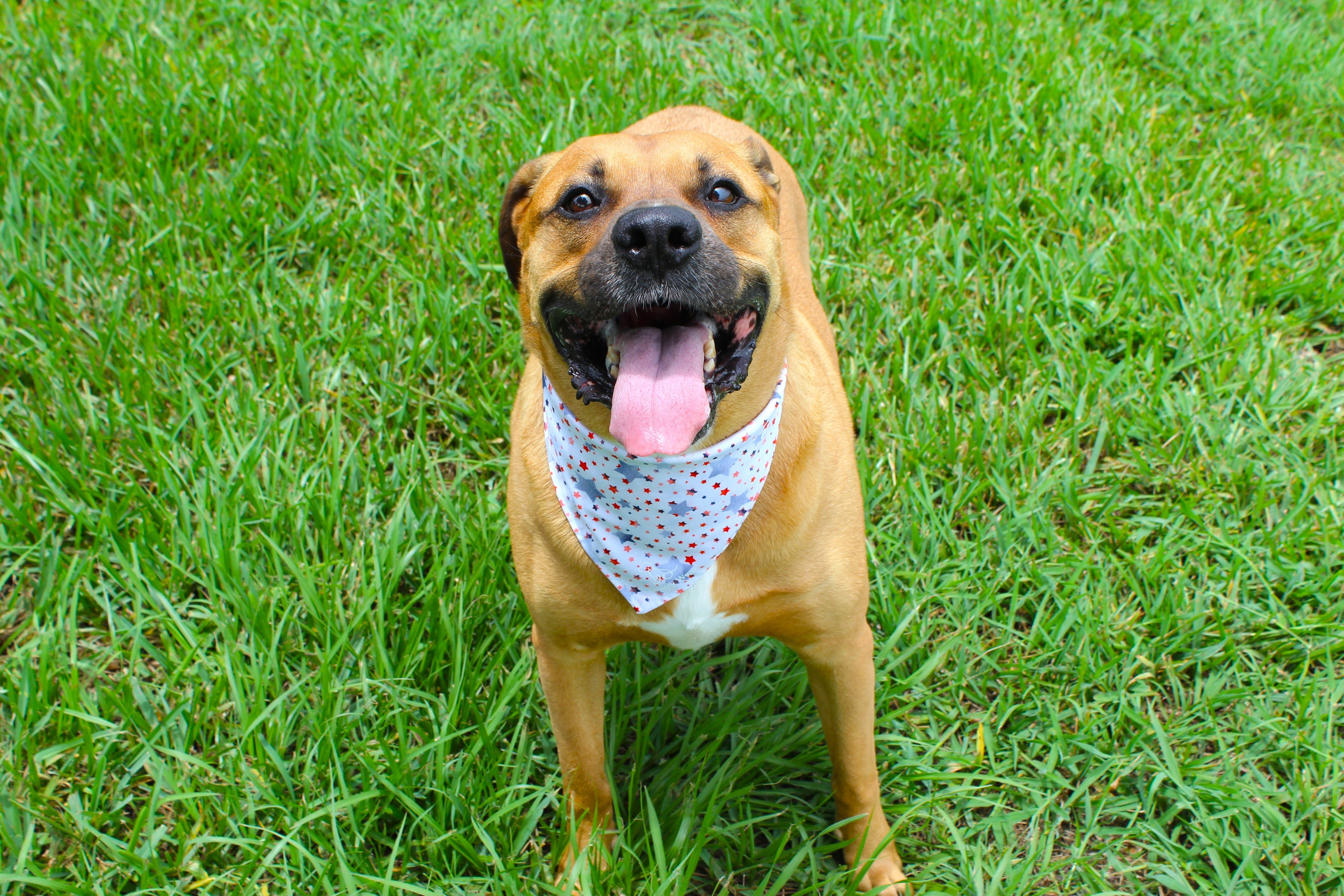 Star Spangled Pup Bundle