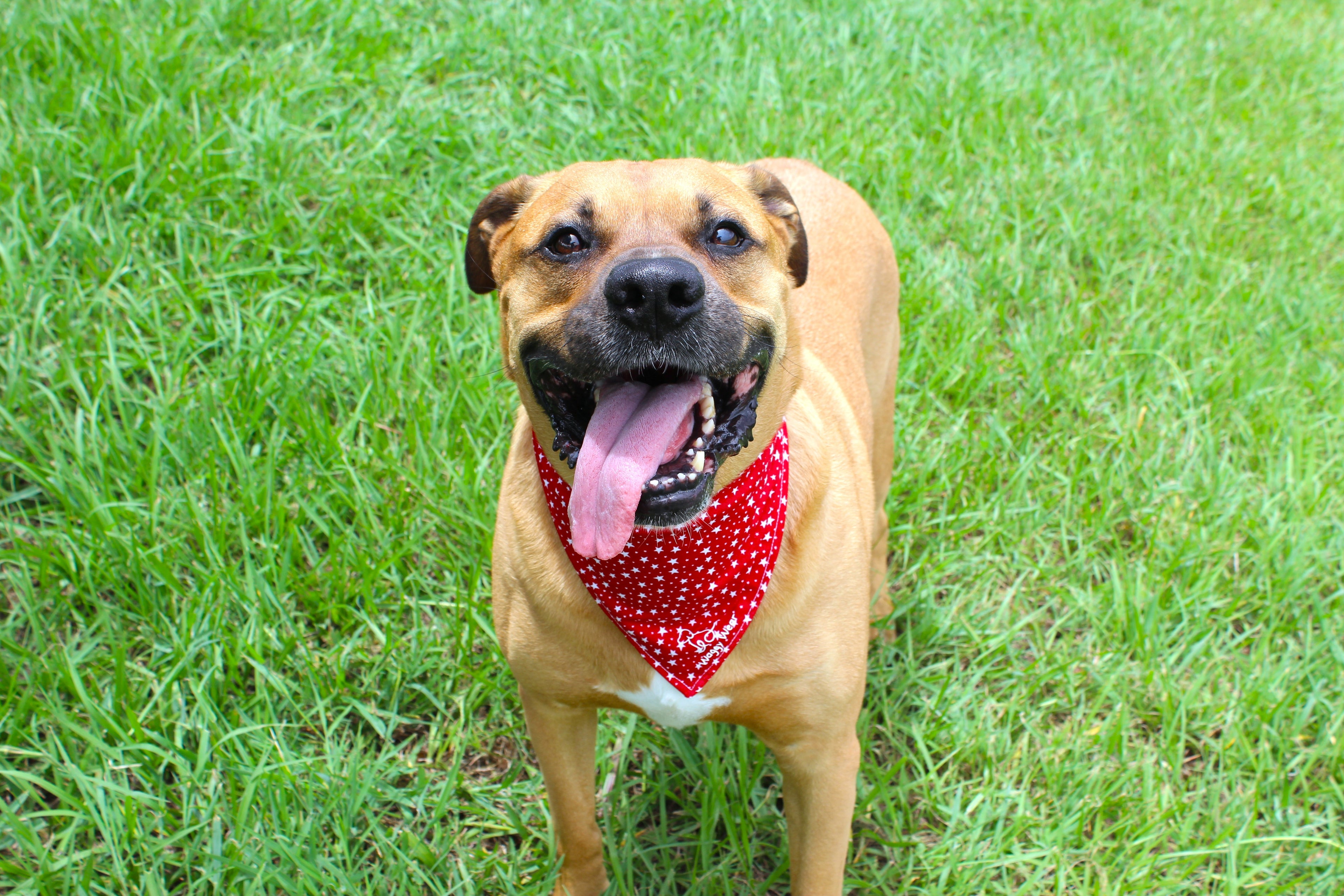 Red White Woof Bundle