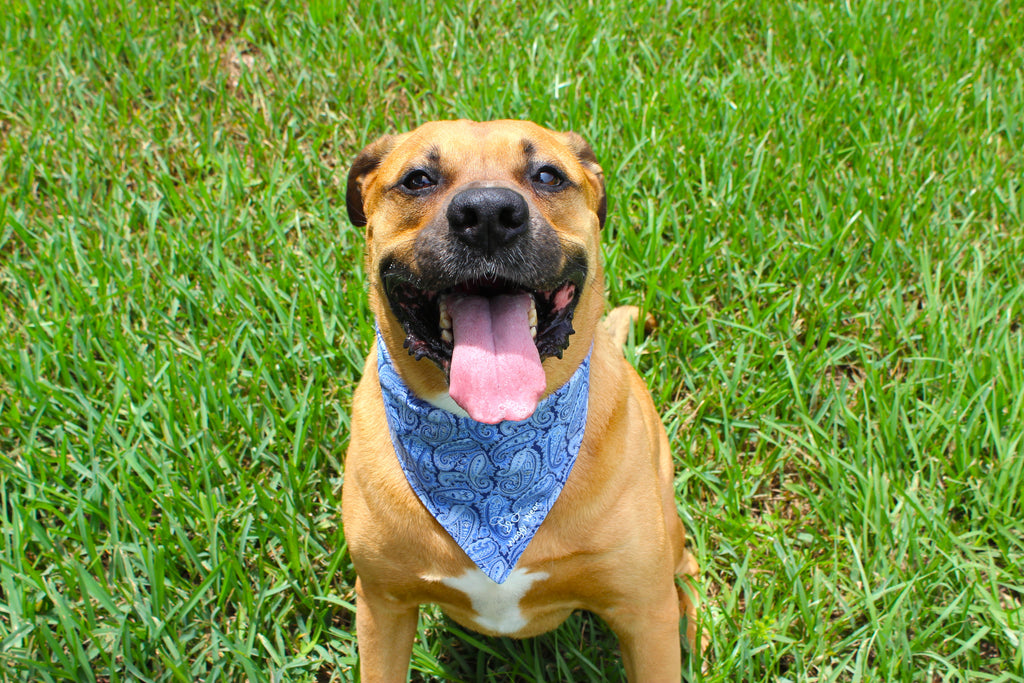 Blue Bandit – Summer Tie-On Dog Bandana