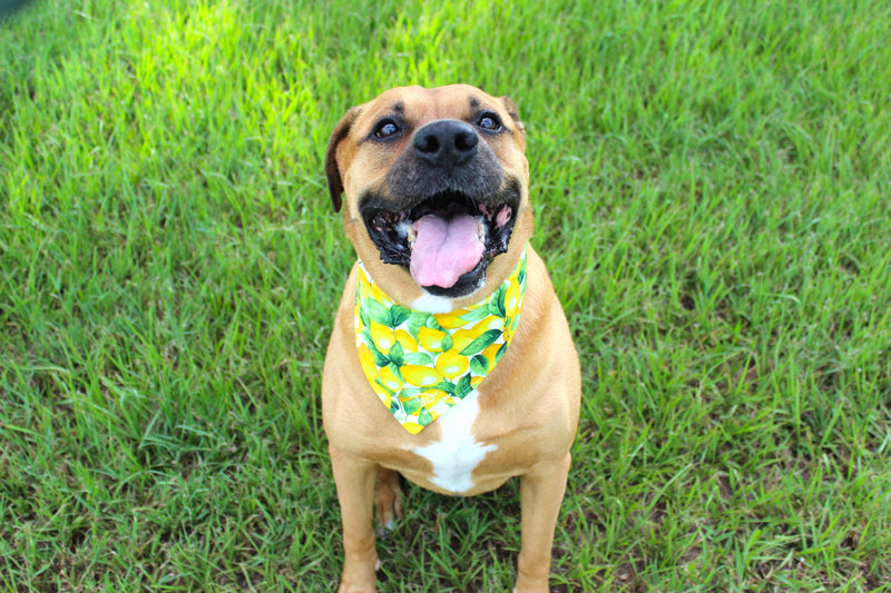 Zesty Pup – Tie-On Dog Bandana