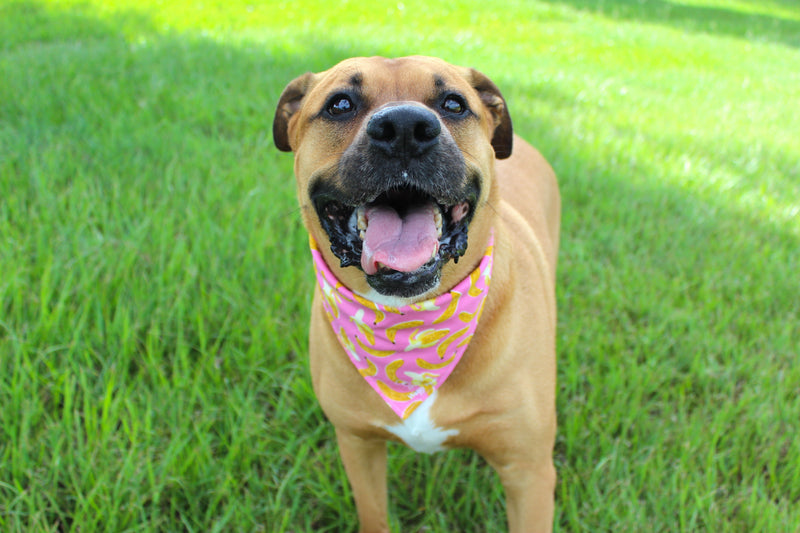 Go Bananas – Tie-On Dog Bandana
