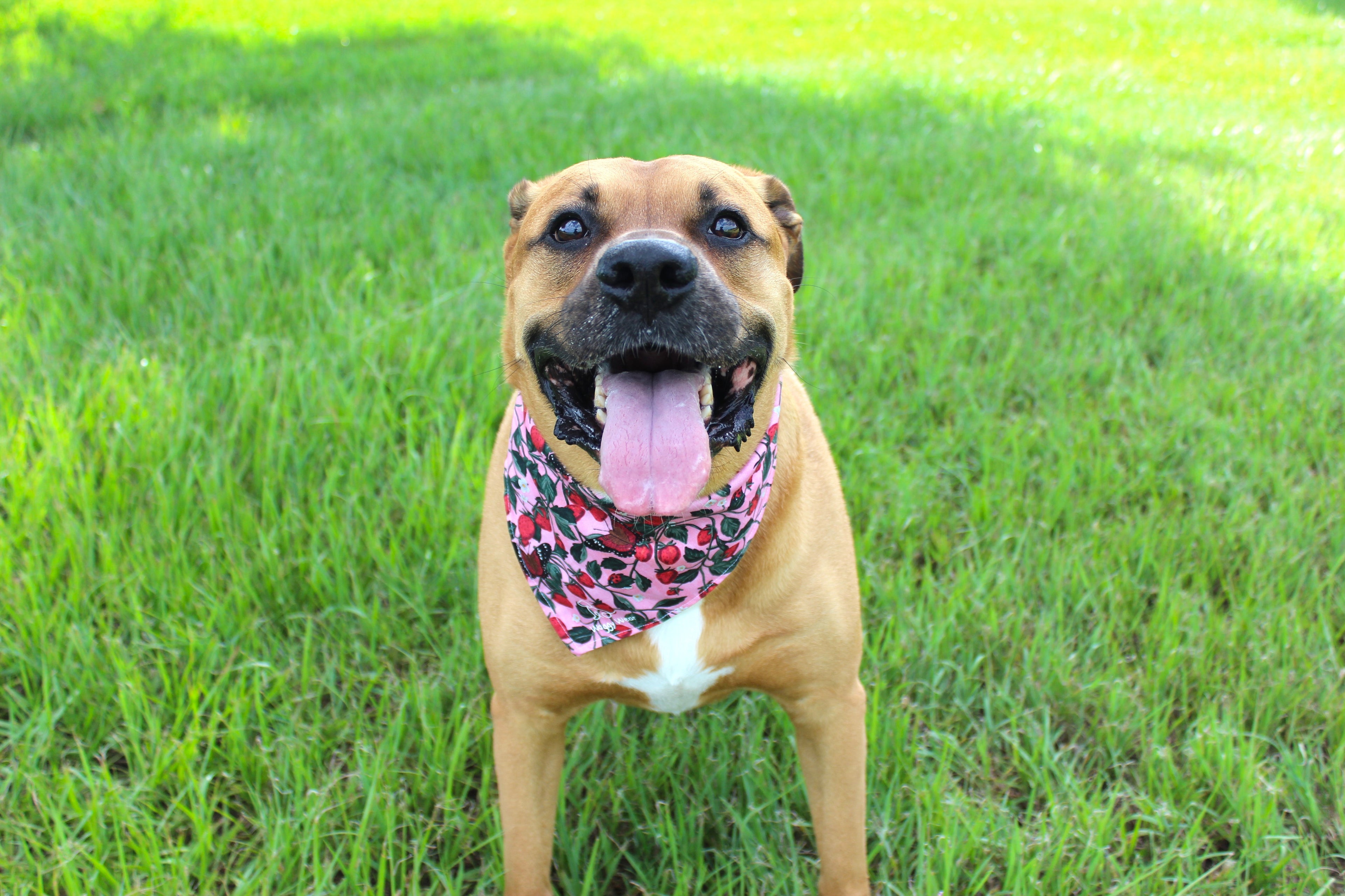 Berry Sweet – Tie-On Dog Bandana