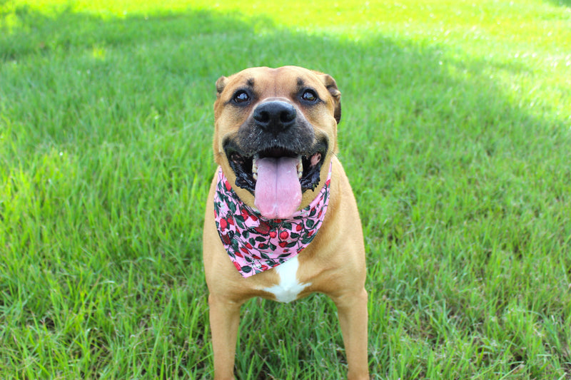 Berry Sweet – Tie-On Dog Bandana