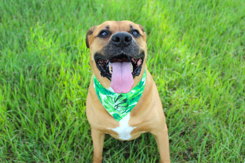 Tropical Tails – Tie-On Dog Bandana