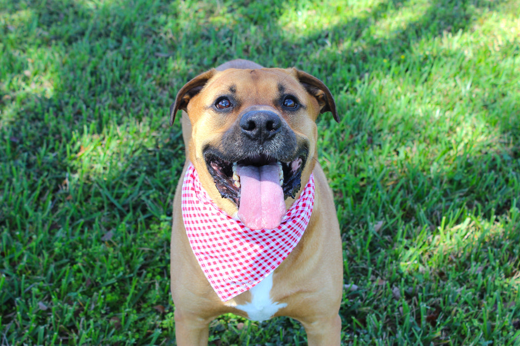 Classic Ketchup – Tie-On Dog Bandana