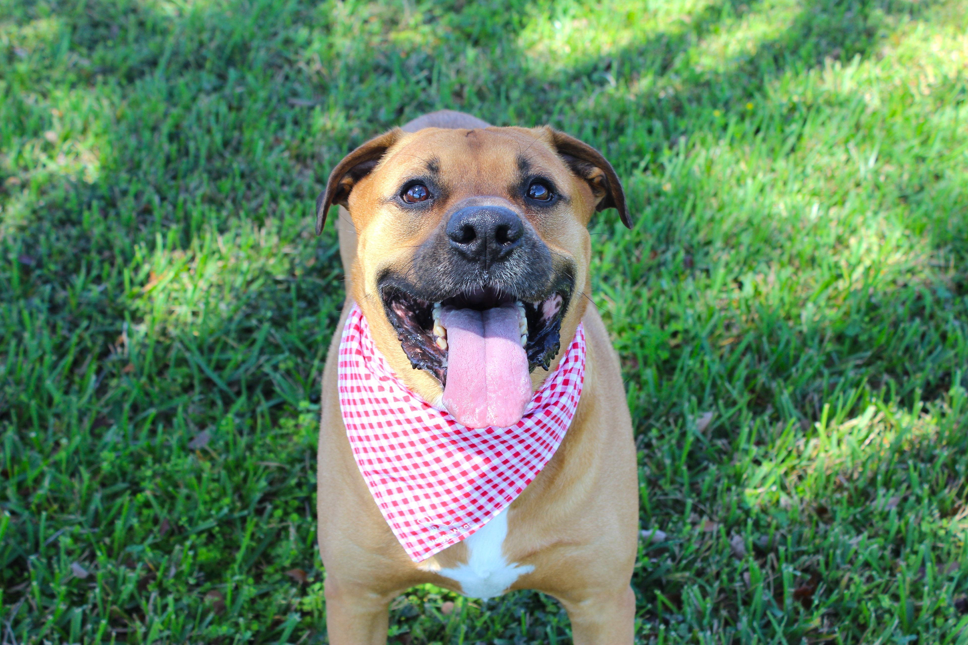 Classic Ketchup – Tie-On Dog Bandana