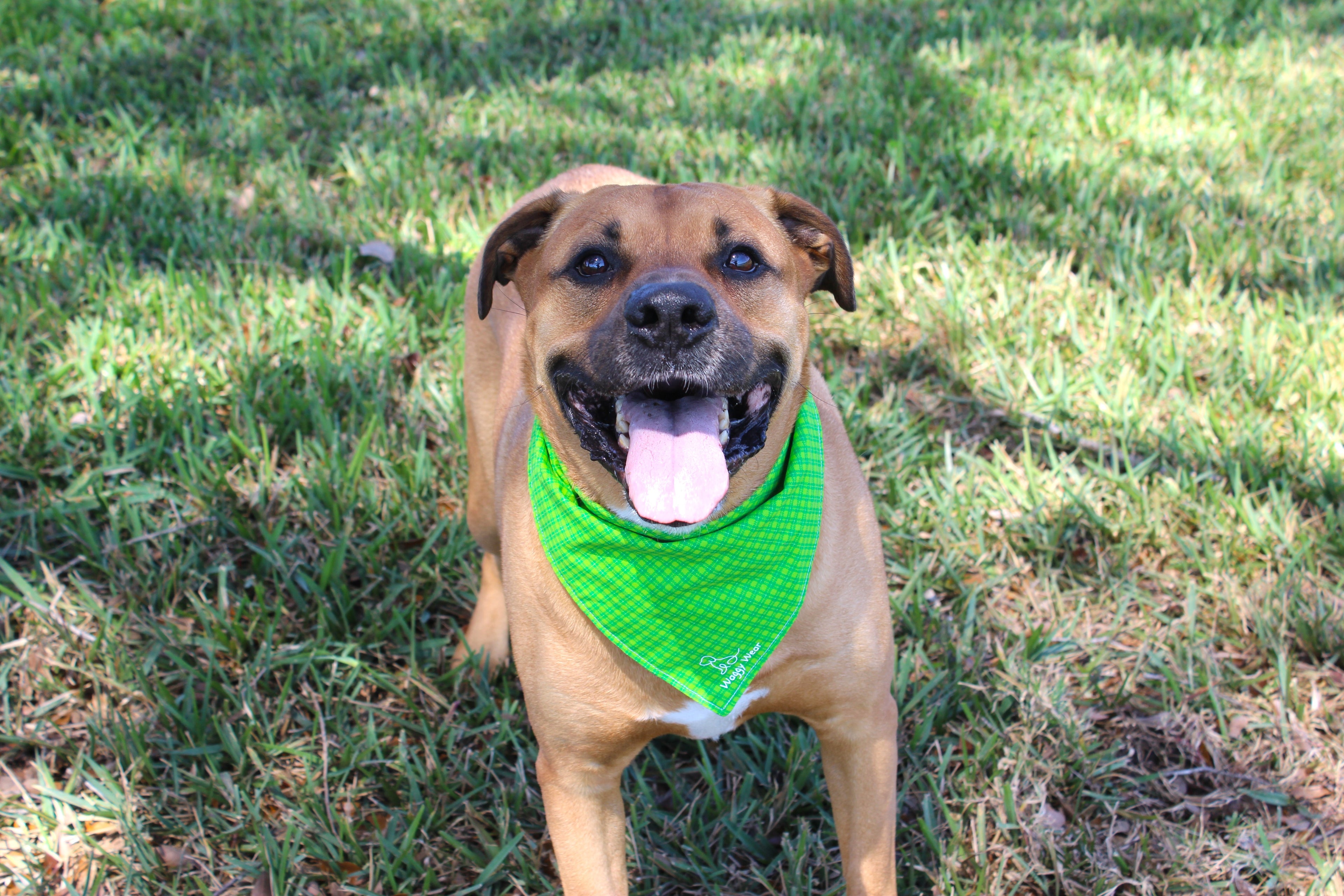 Lucky Pickle – Tie-On Dog Bandana