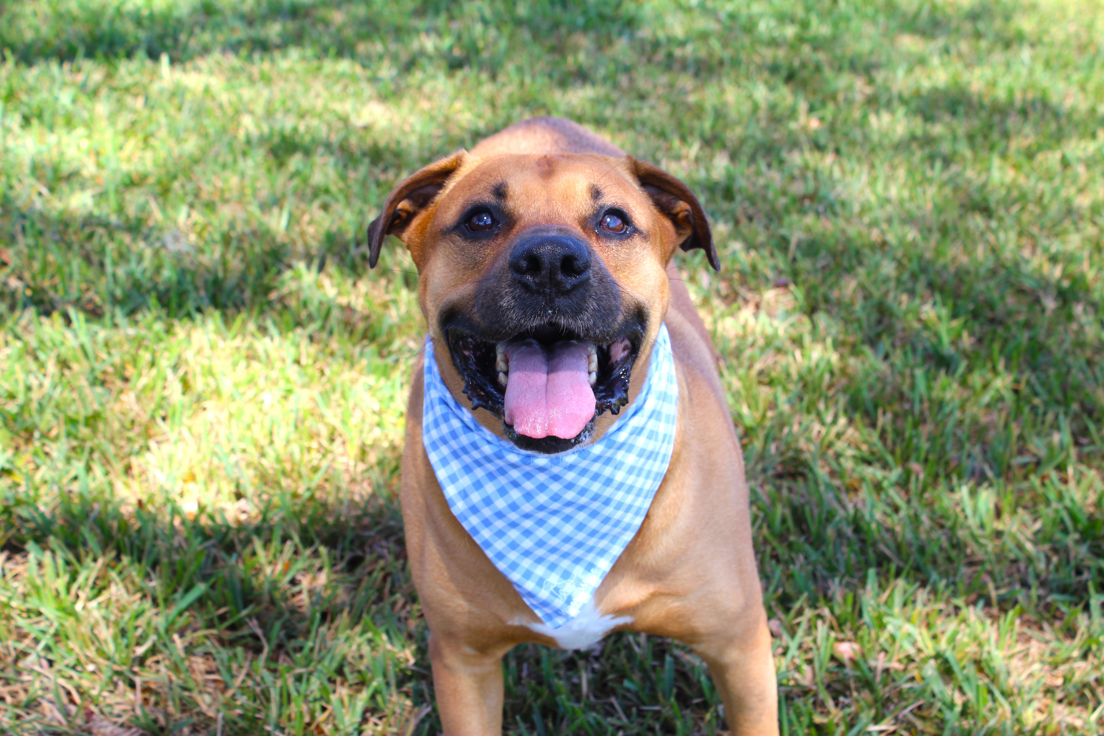 Mayo Magic – Tie-On Dog Bandana