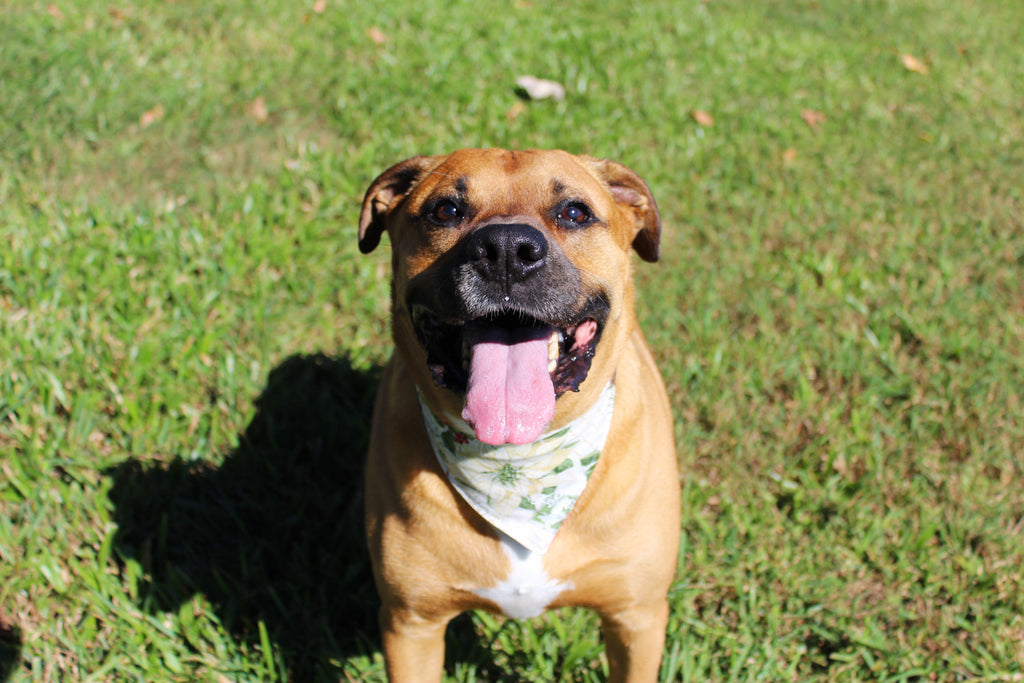 Mistletoe & Magic – Tie-On Dog Bandana