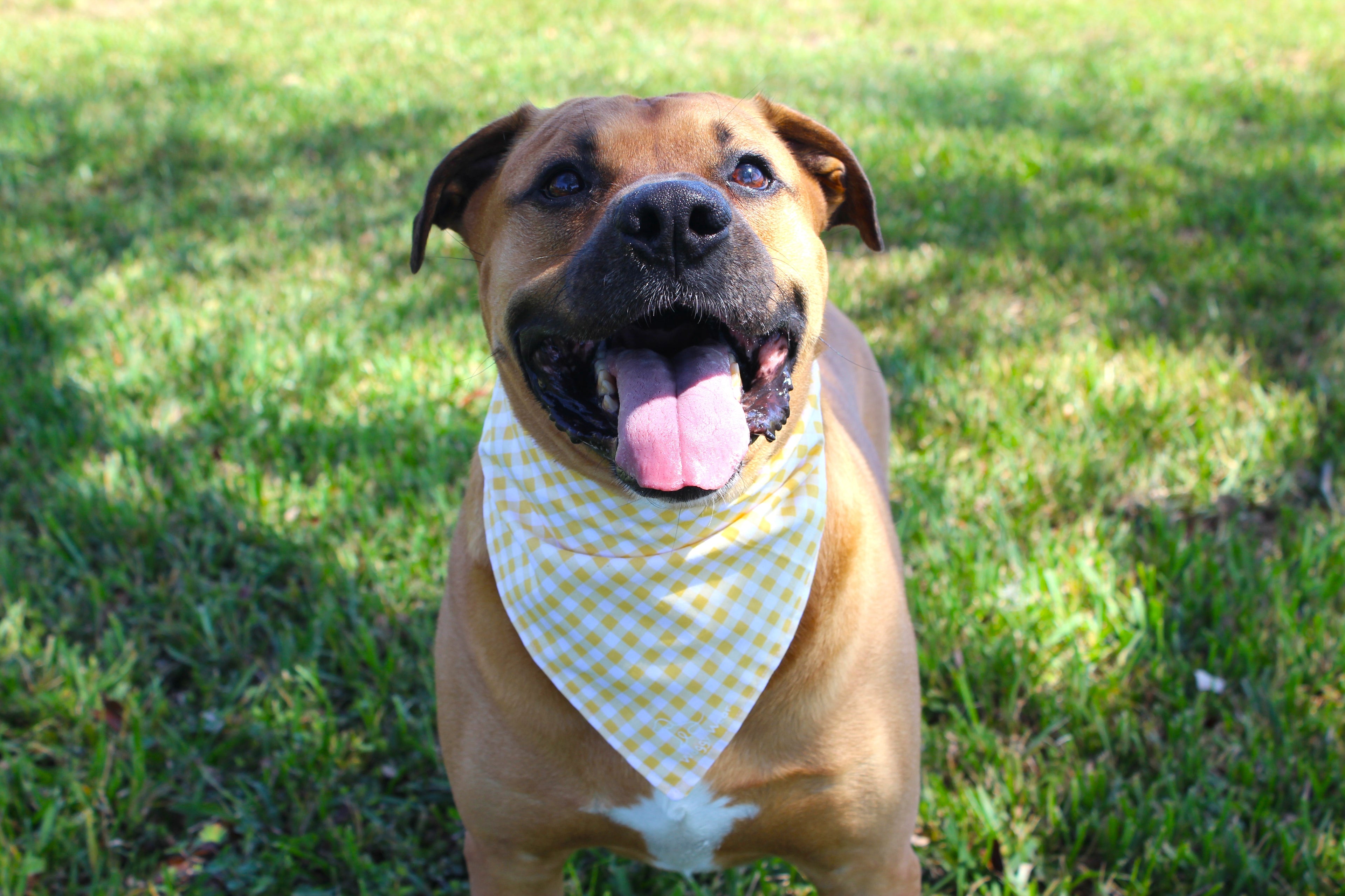 Mustard Classic – Tie-On Dog Bandana