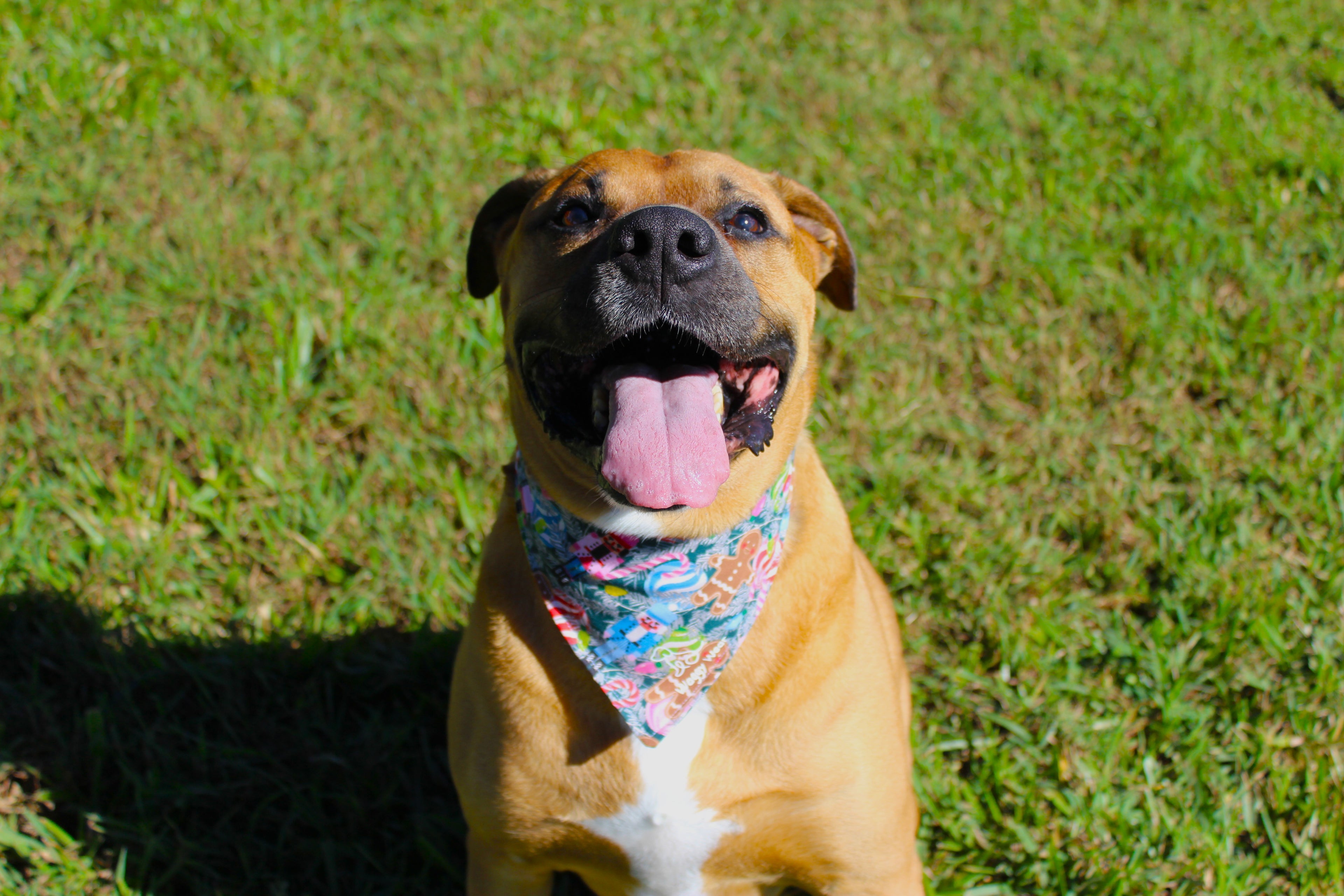 O Christmas Tree – Tie-On Dog Bandana