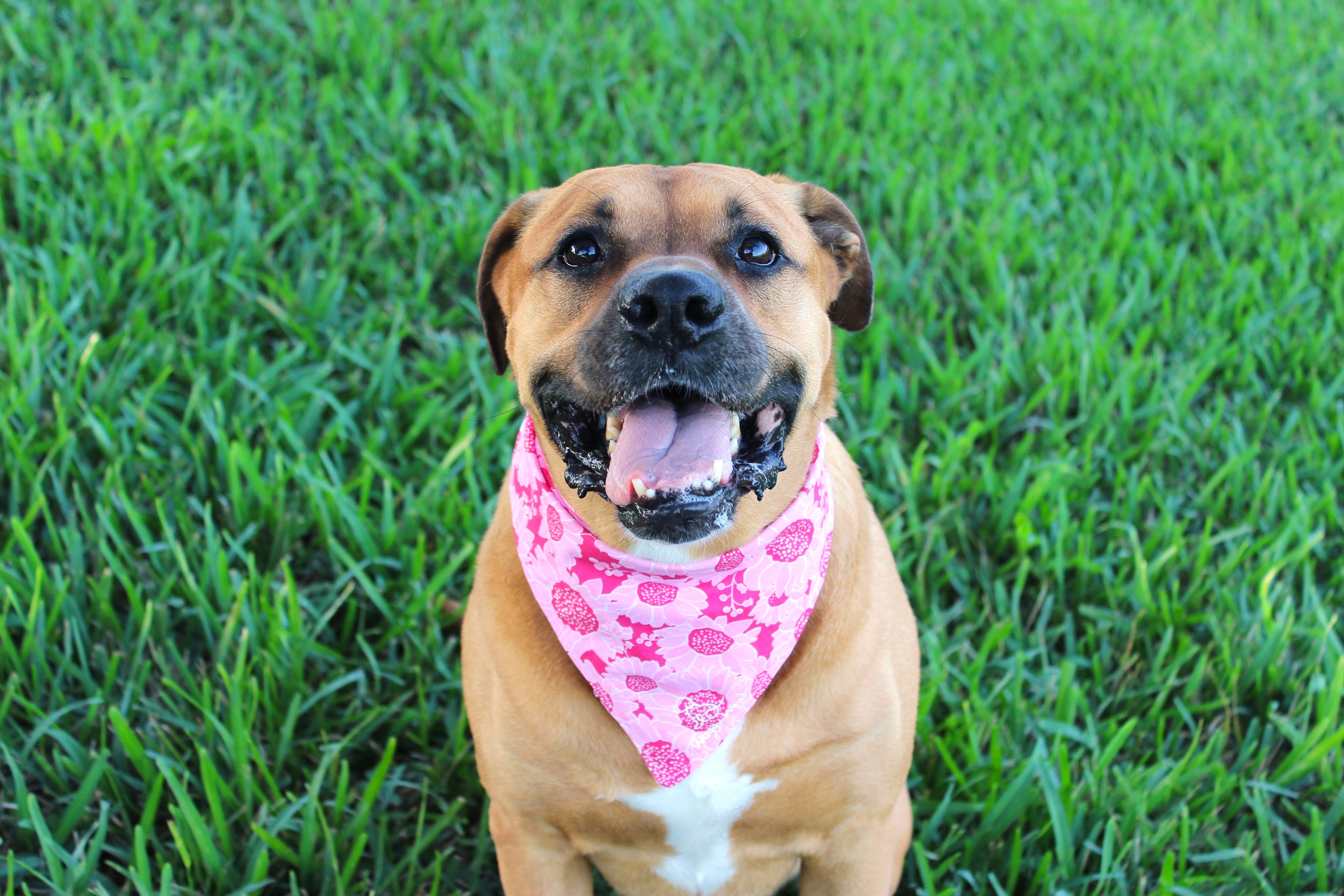 Pink Petals - Summer Tie-On Dog Bandana