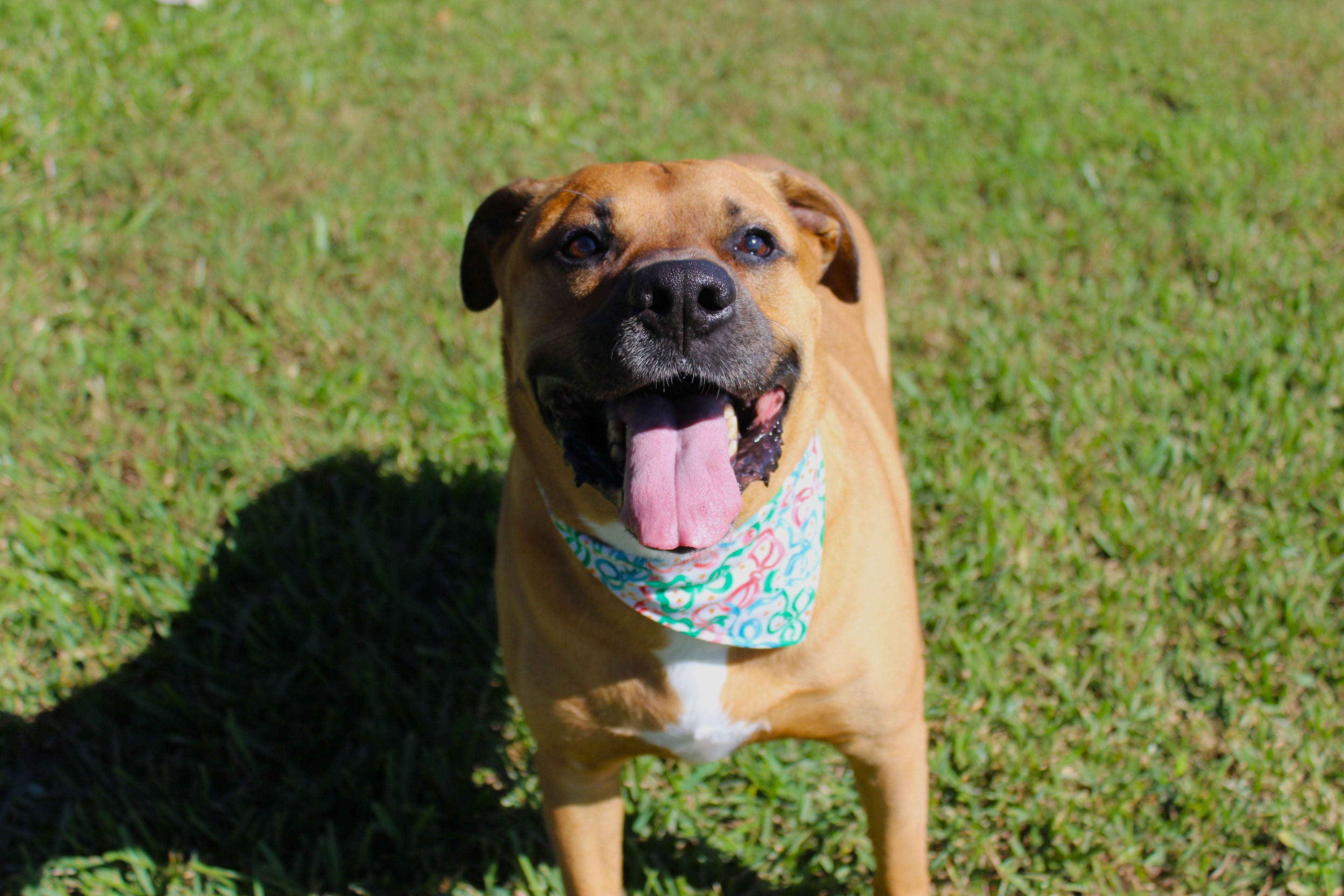 Ribbon Magic – Tie-On Dog Bandana