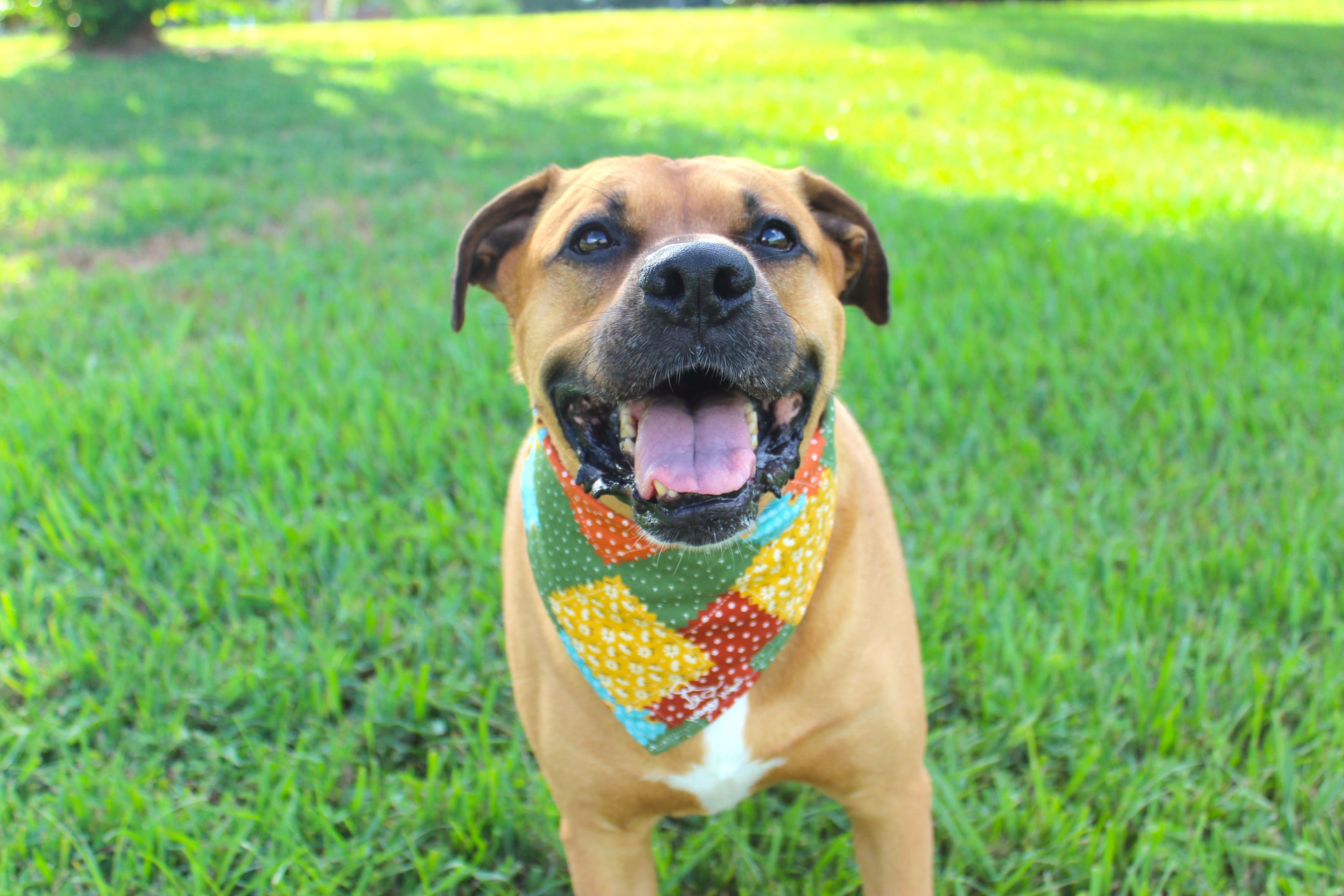 Ruff & Rustic Bundle