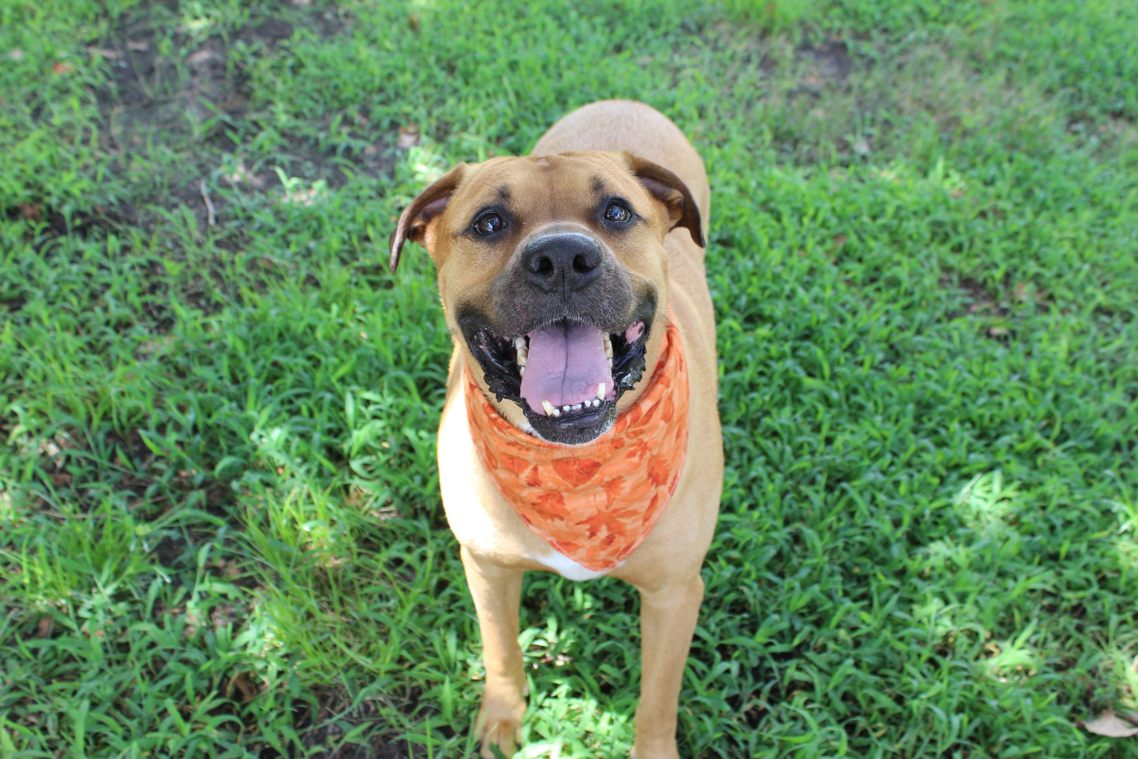 Rustling Leaves – Fall Tie-On Dog Bandana