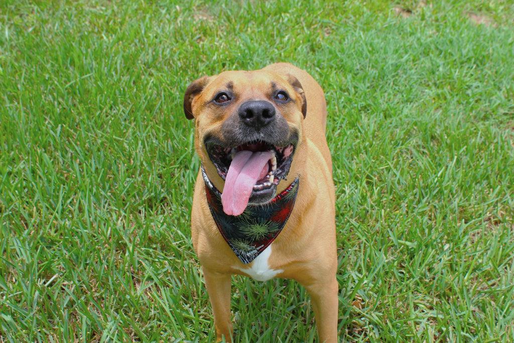 Silent Fireworks – Summer Tie-On Dog Bandana