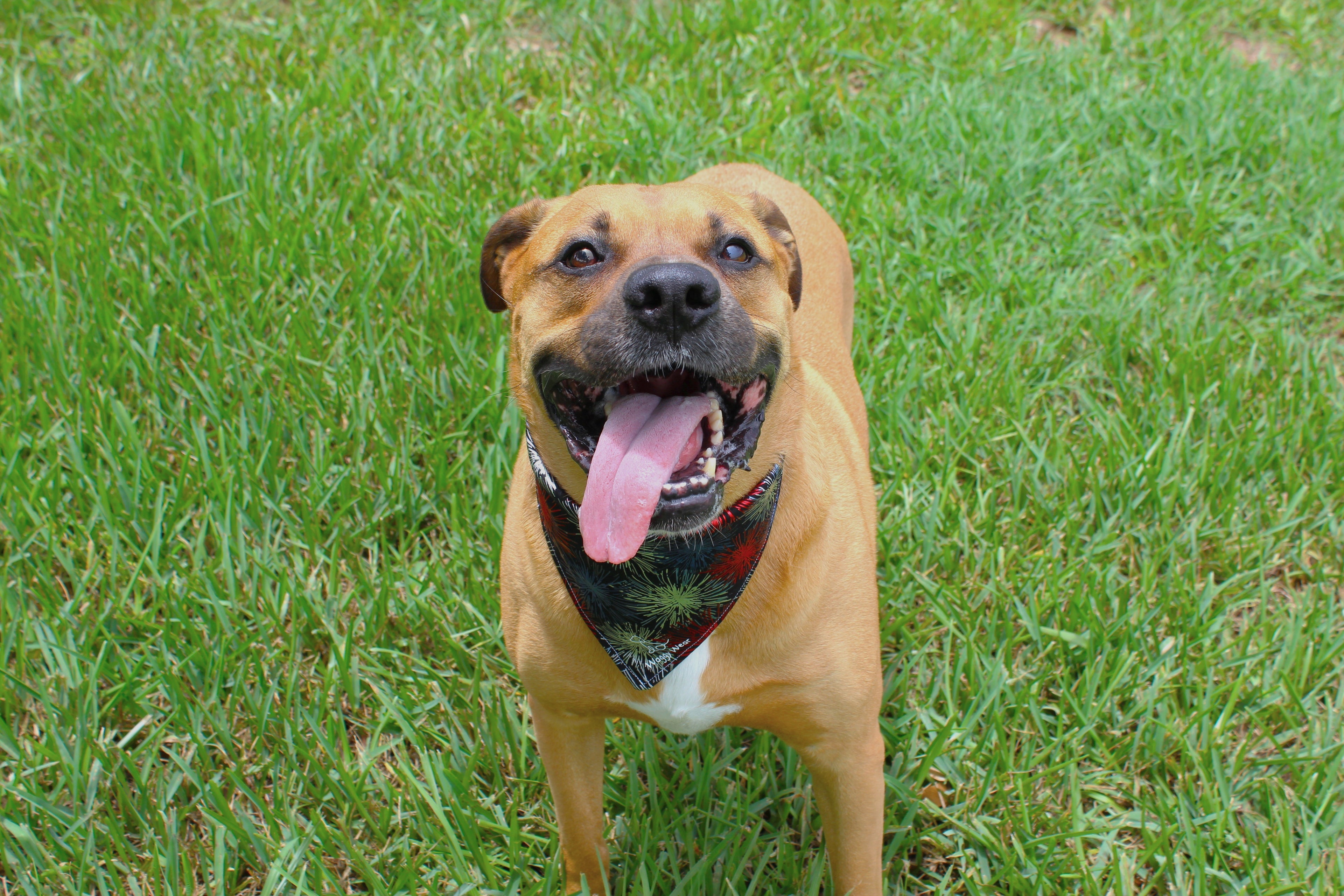 Silent Fireworks – Summer Tie-On Dog Bandana
