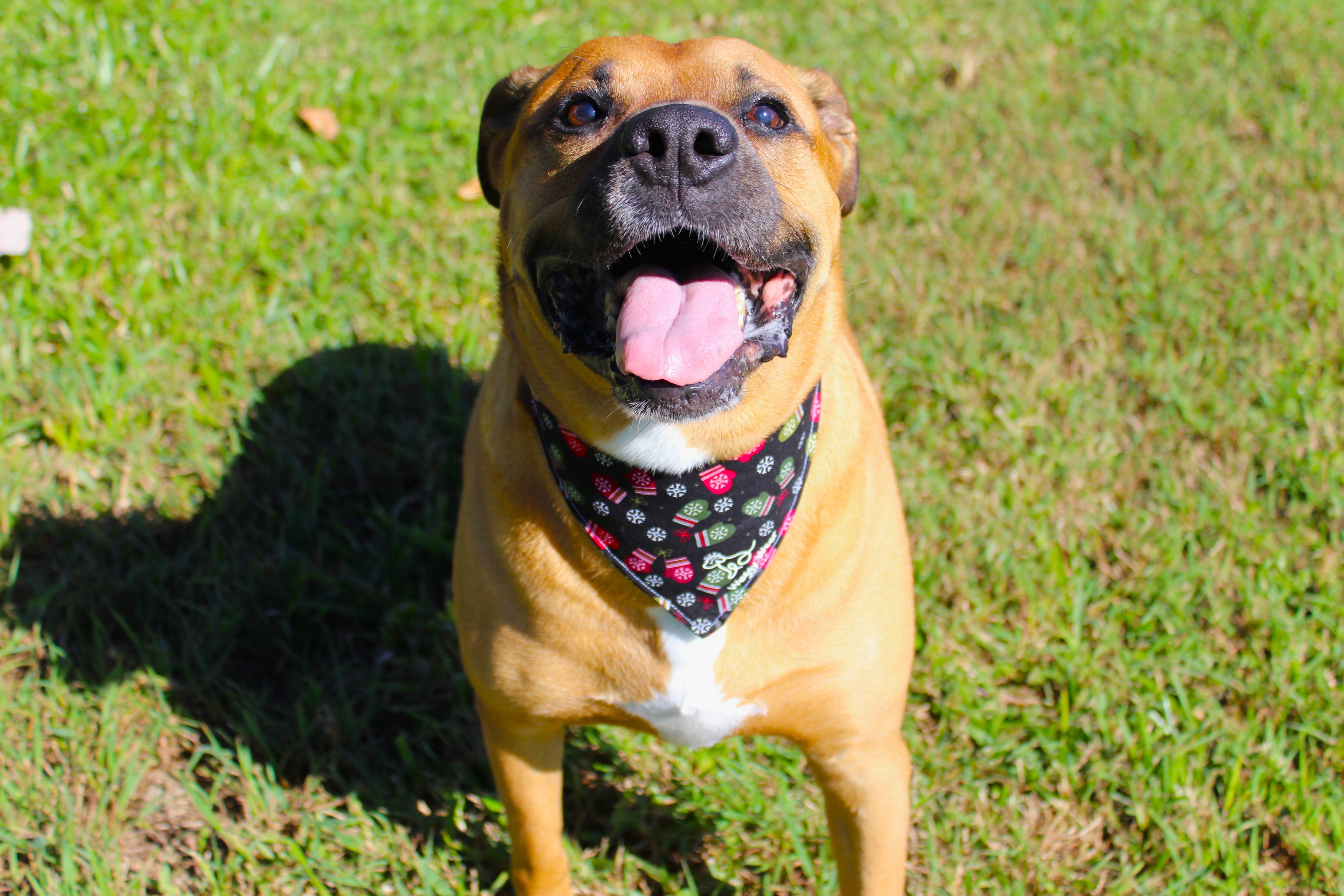 Snow Paws – Tie-On Dog Bandana