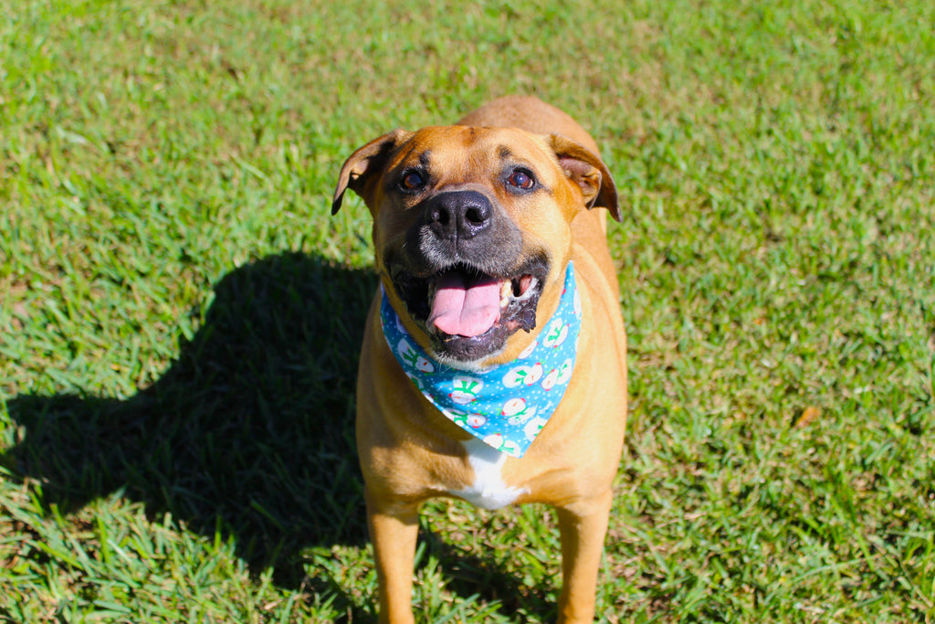Snowman Season – Tie-On Dog Bandana