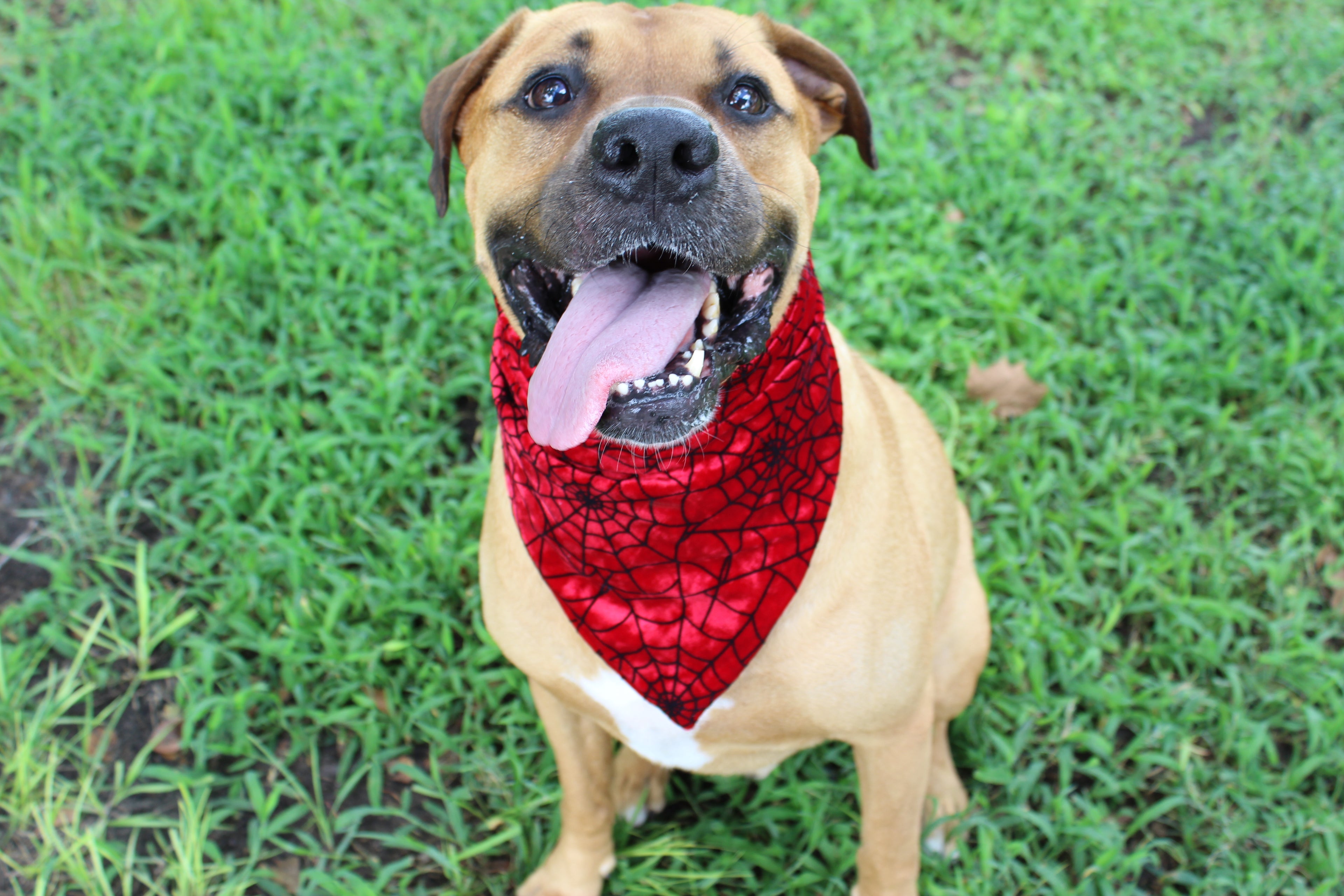 Spider-Pup – Fall Tie-On Dog Bandana
