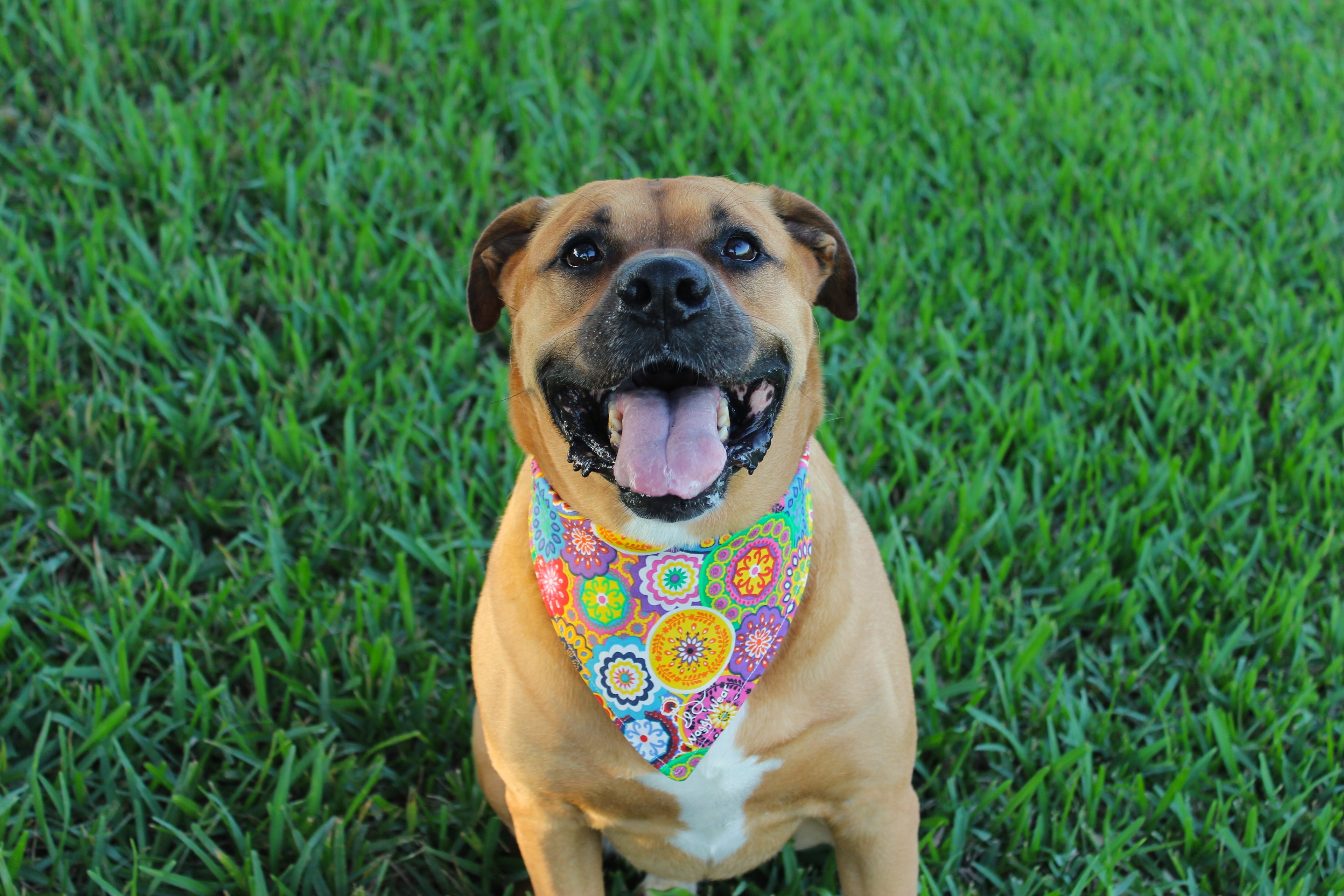 Summer Sizzle – Summer Tie-On Dog Bandana