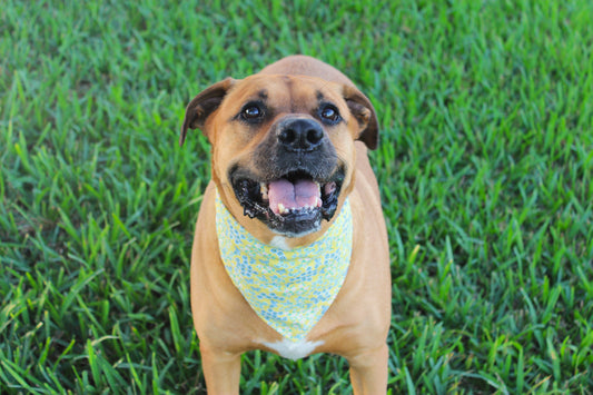 Sunny Meadow Bandana