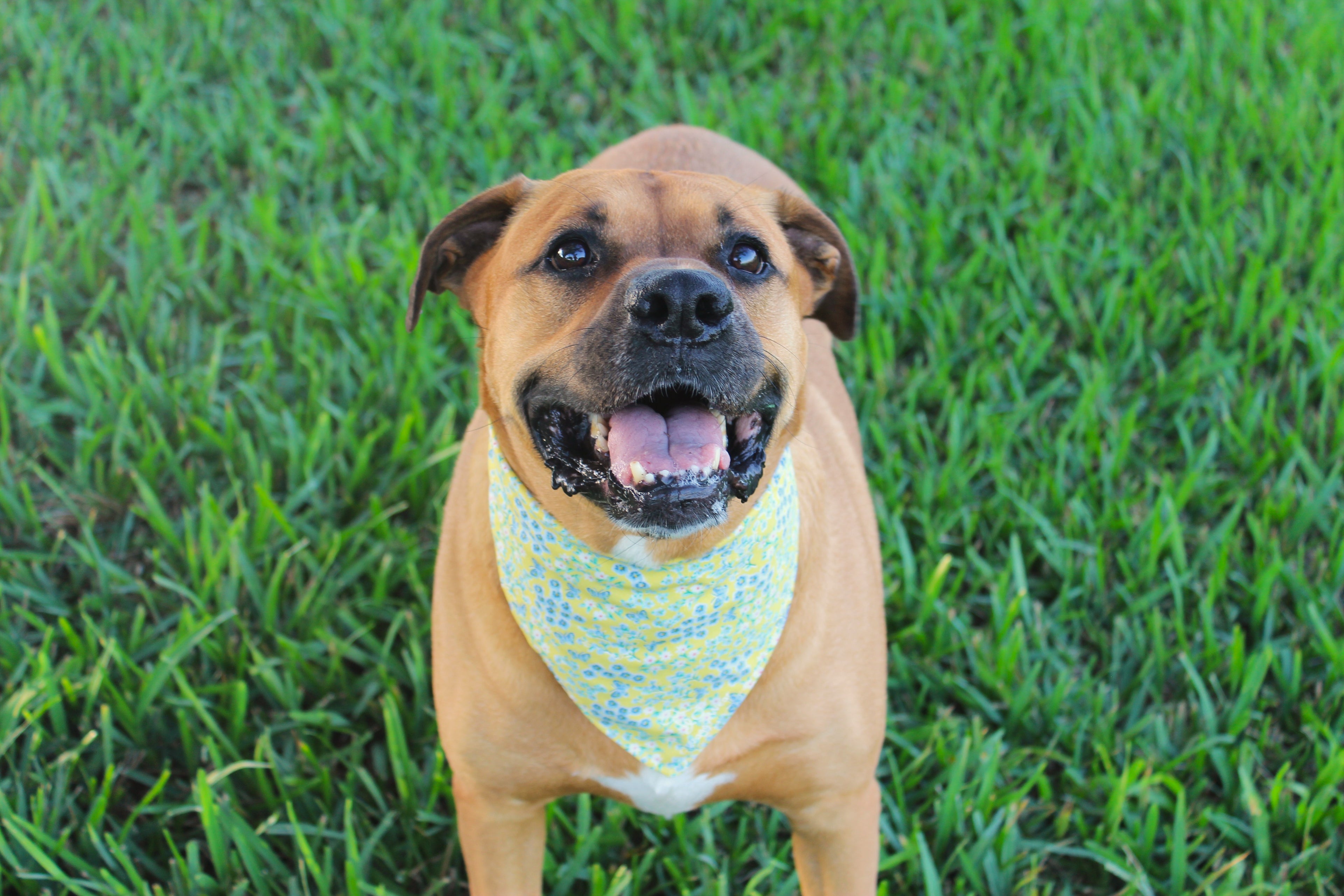 Sunny Meadow Bundle