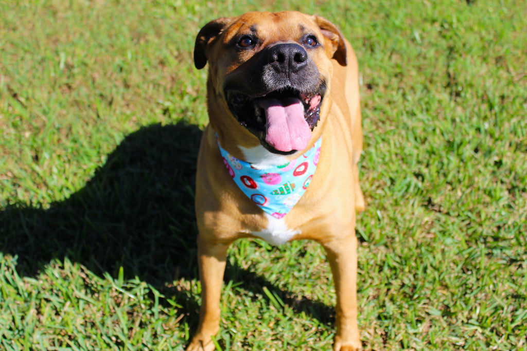 Sweet Treats – Tie-On Dog Bandana