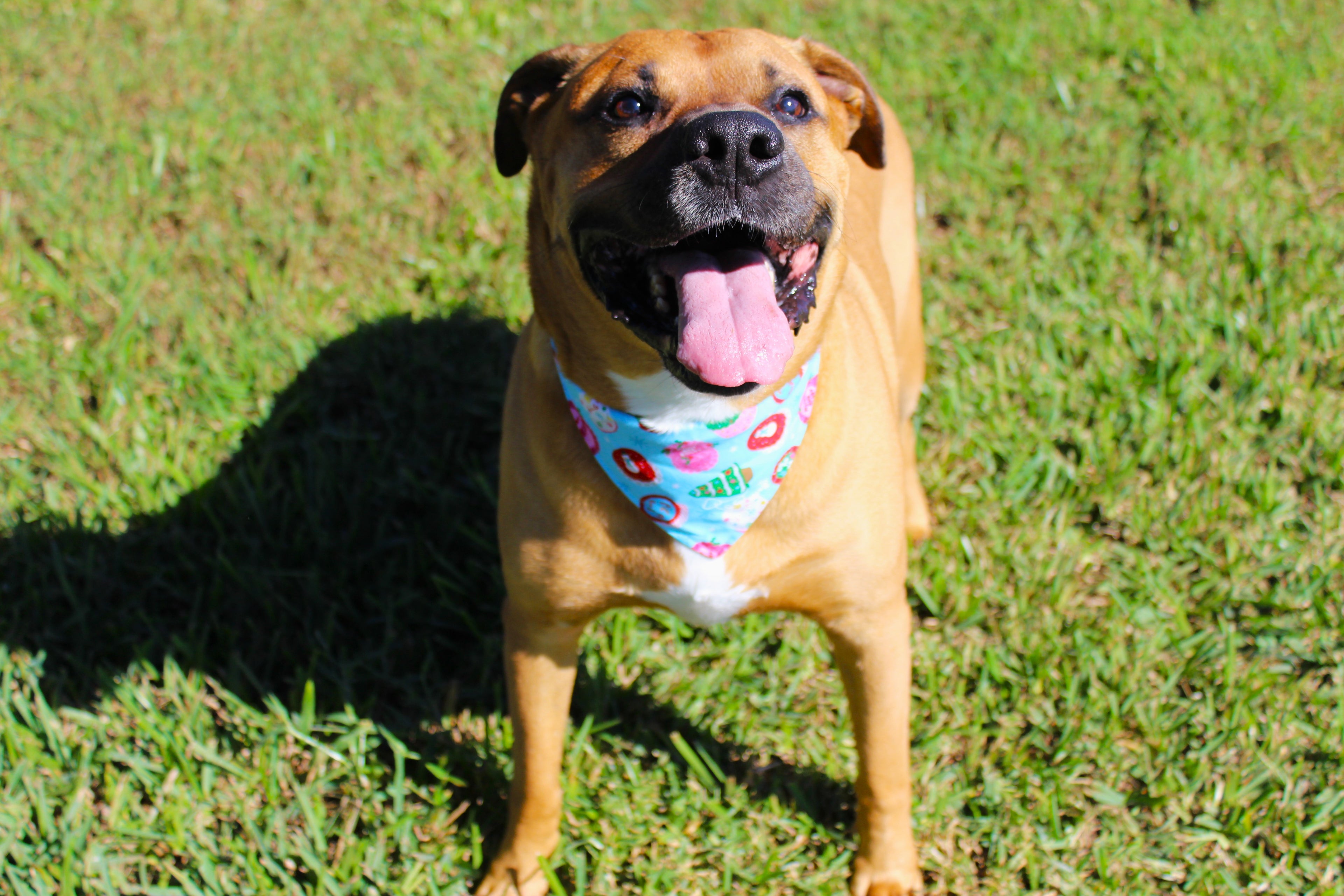 Sweet Treats – Tie-On Dog Bandana