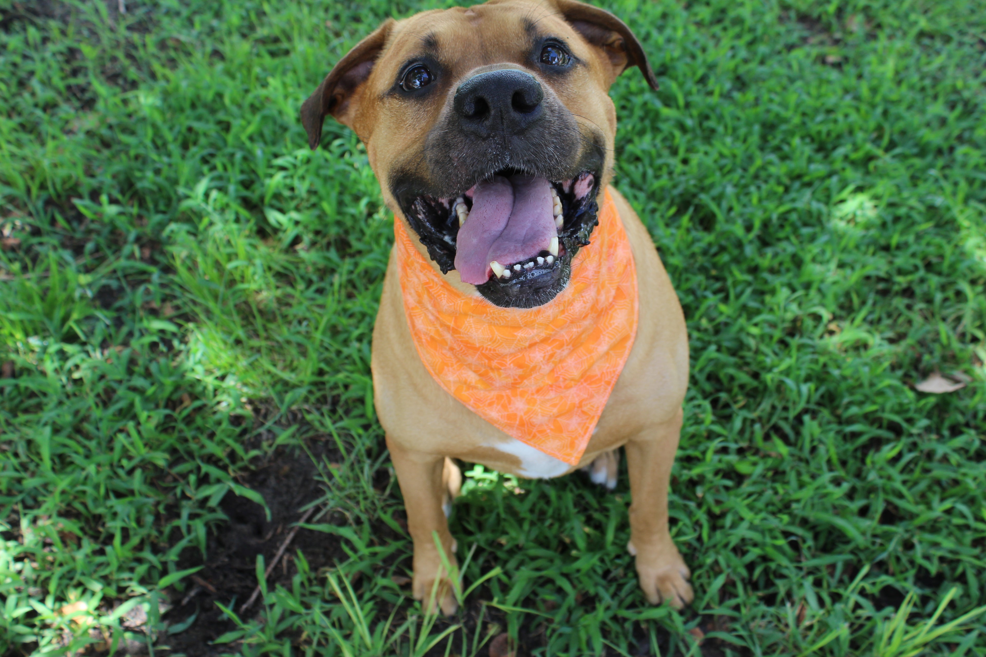 Candy Corn Web – Fall Tie-On Dog Bandana
