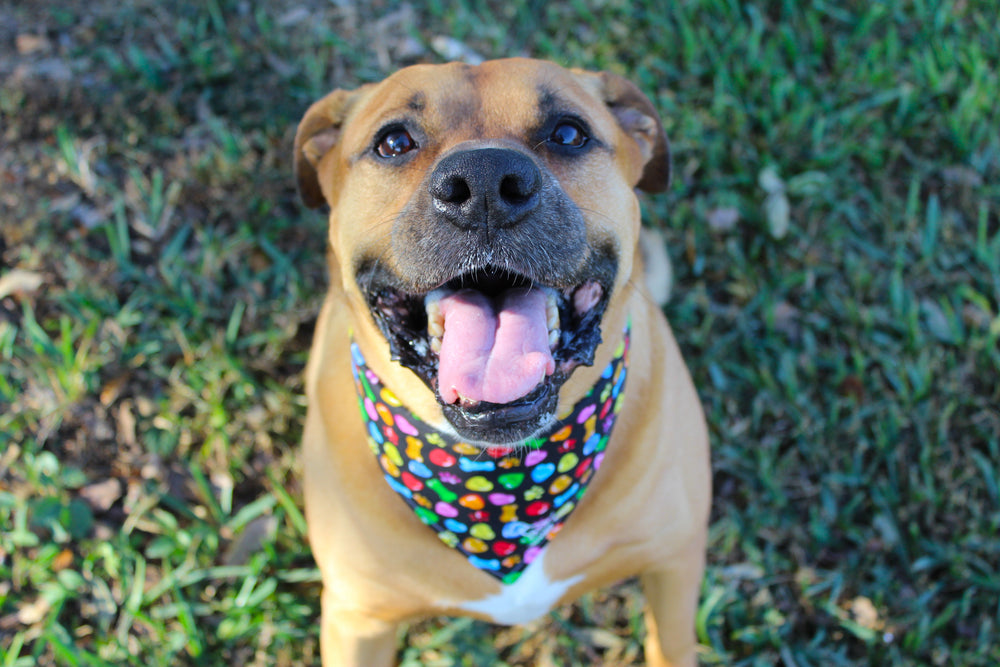 Valentine’s Day Styles for You & Your Pup