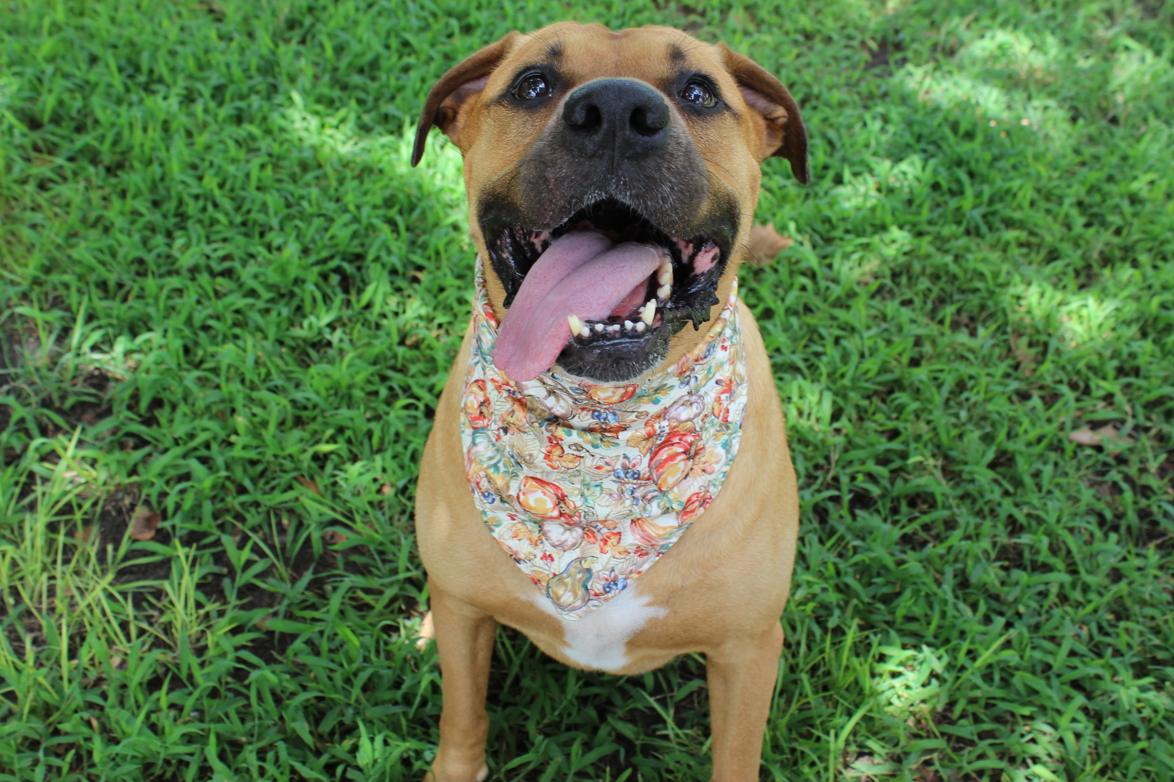 Pumpkin Harvest – Fall Tie-On Dog Bandana