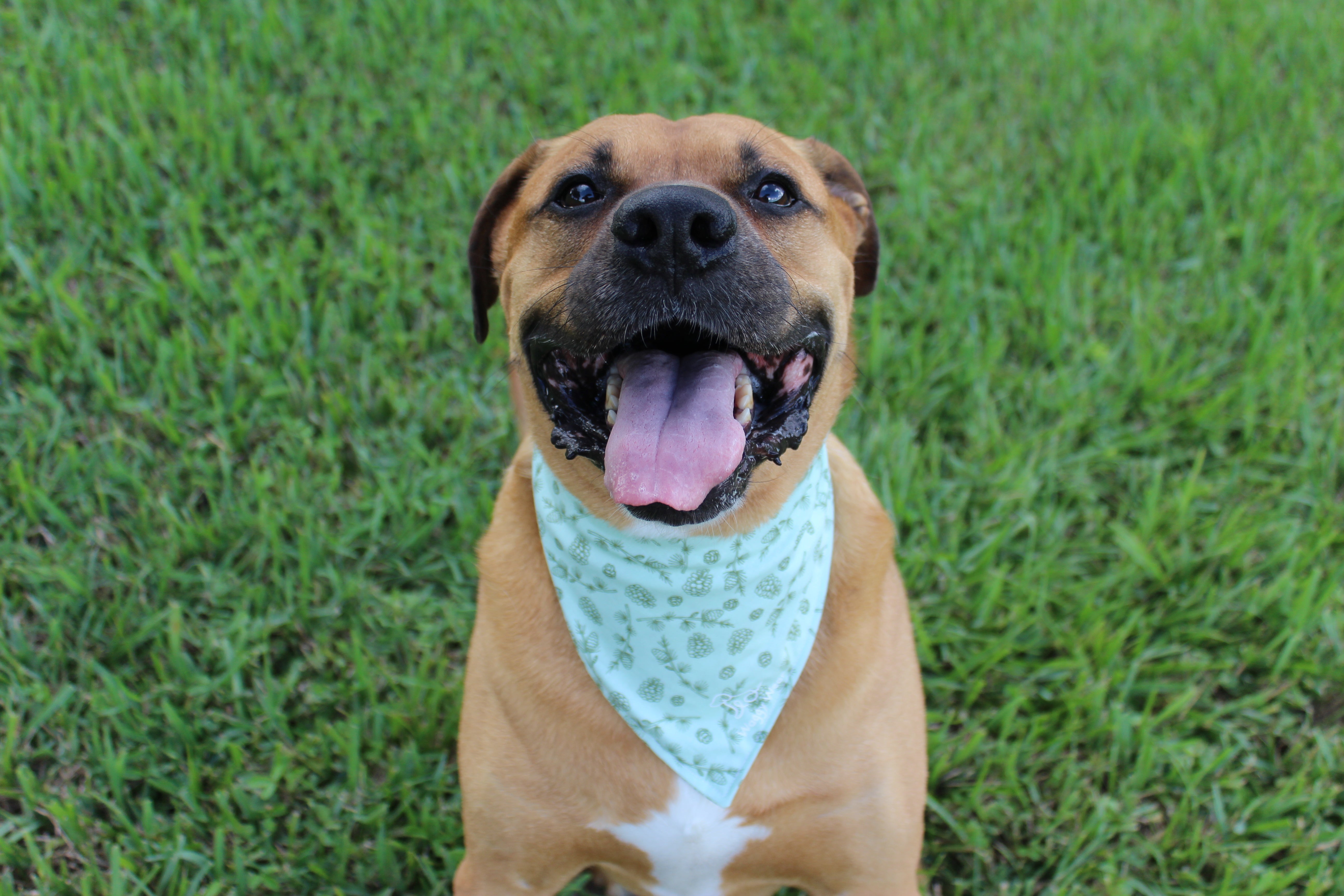 Style that fits every wag.