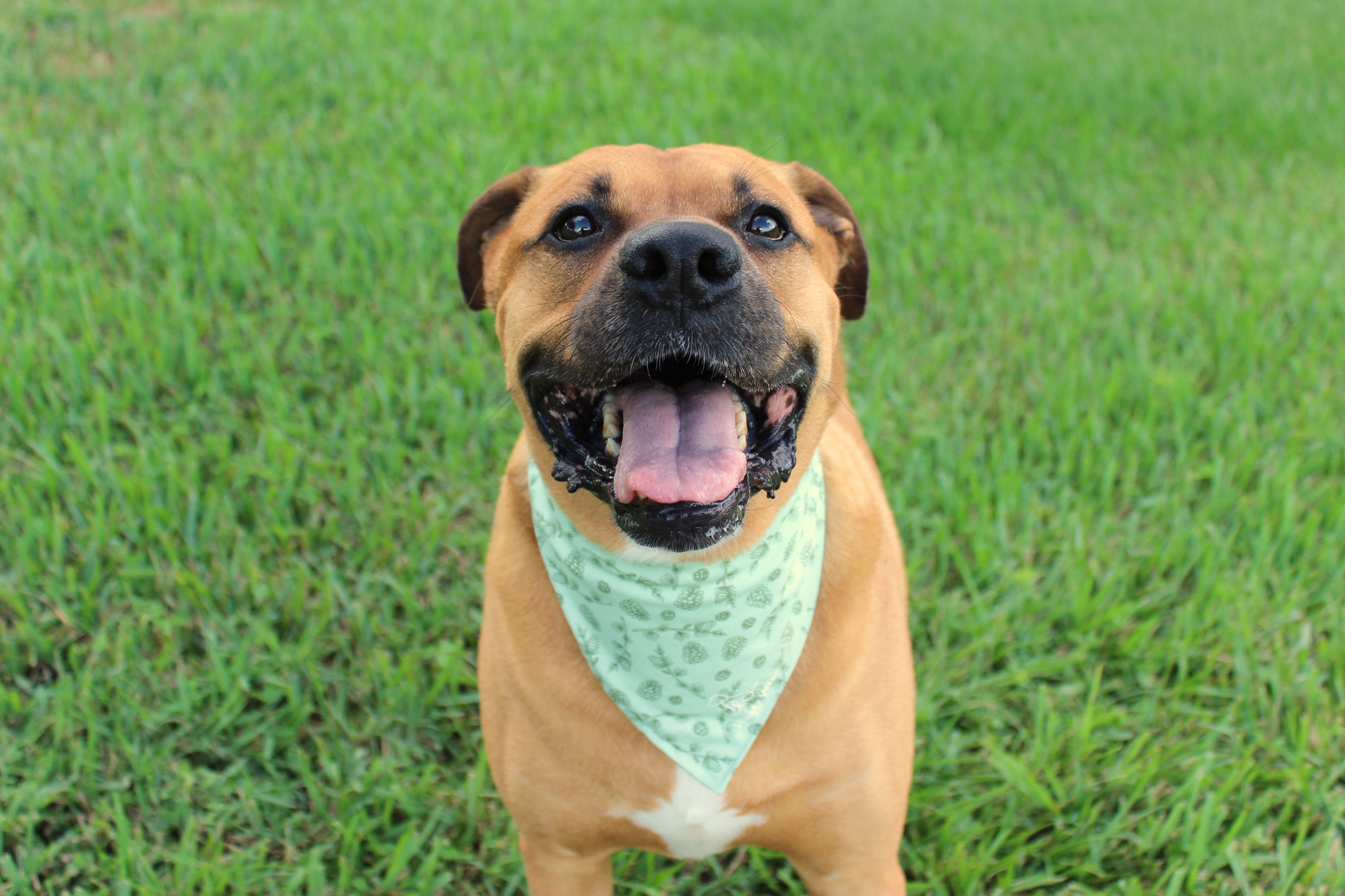 Community dog photo